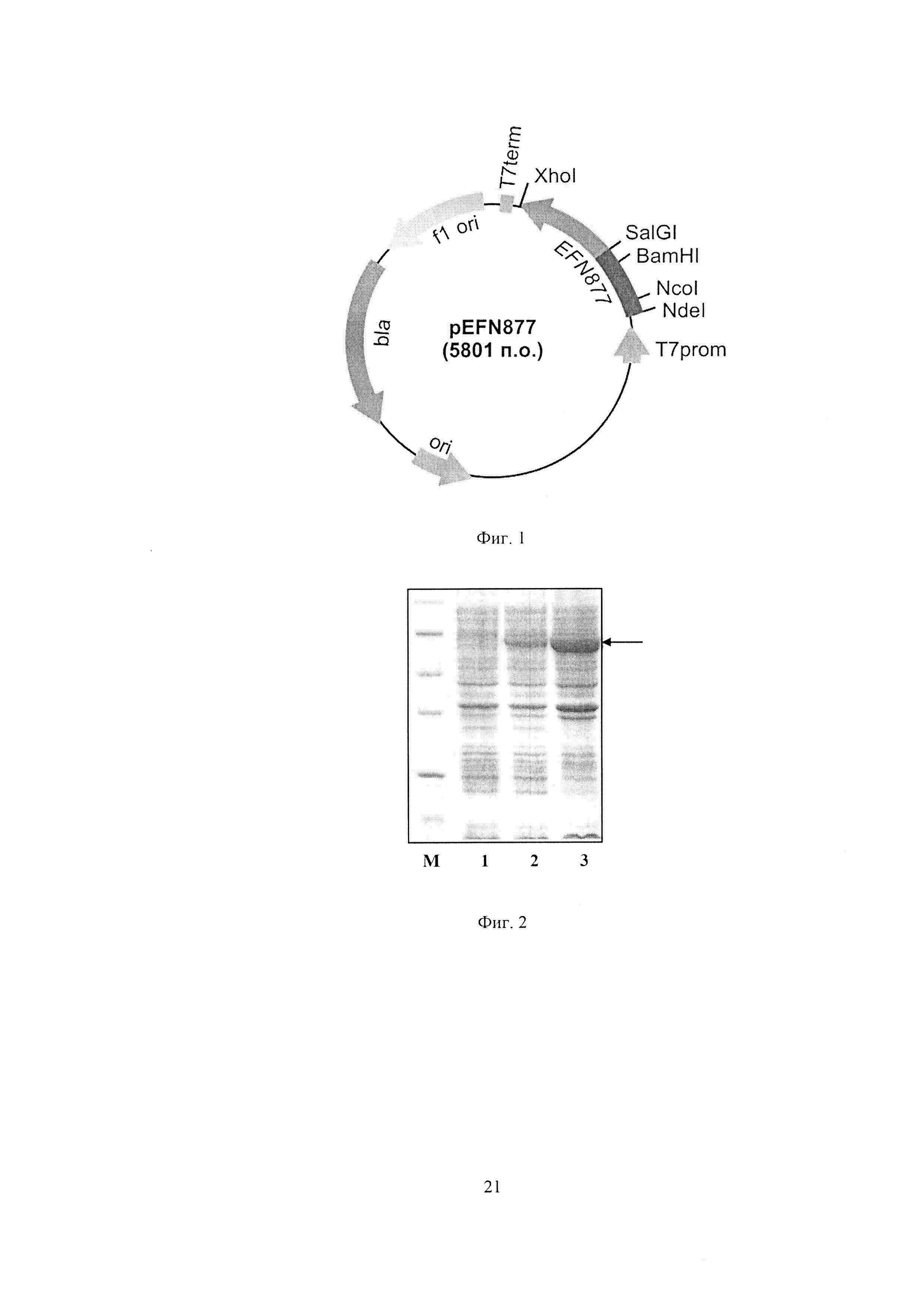 Рекомбинантная плазмидная ДНК pEFN877, детерминирующая экспрессию гибридного полипептида со свойствами 10-го домена фибронектина на поверхности клеток Escherichia coli, и штамм бактерий Escherichia coli BL21(DE3)pLysS/pEFN877 - продуцент гибридного полипептида со свойствами 10-го домена фибронектина на поверхности клеток