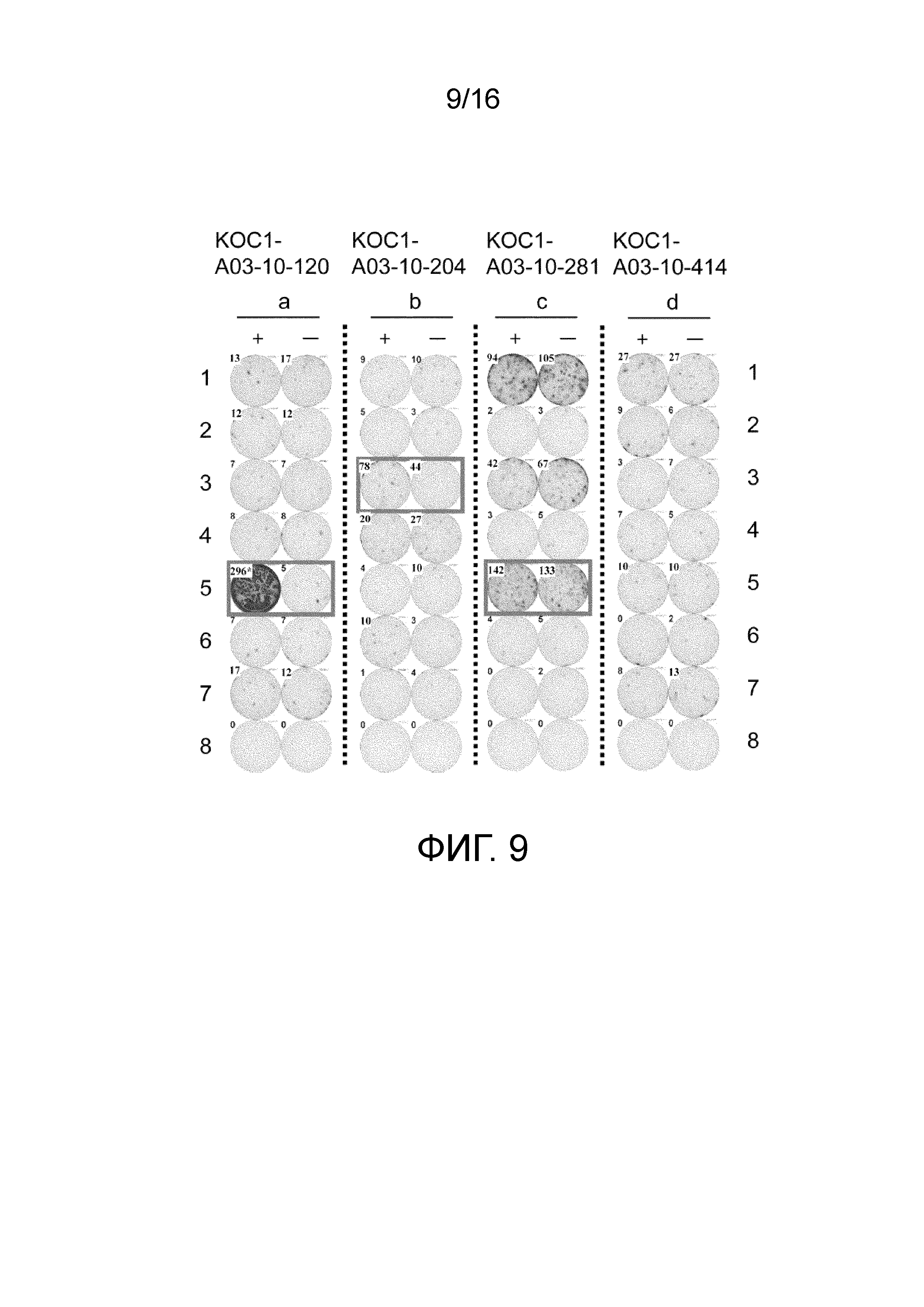 ПЕПТИД, ПОЛУЧЕННЫЙ ИЗ KOC1, И СОДЕРЖАЩАЯ ЕГО ВАКЦИНА