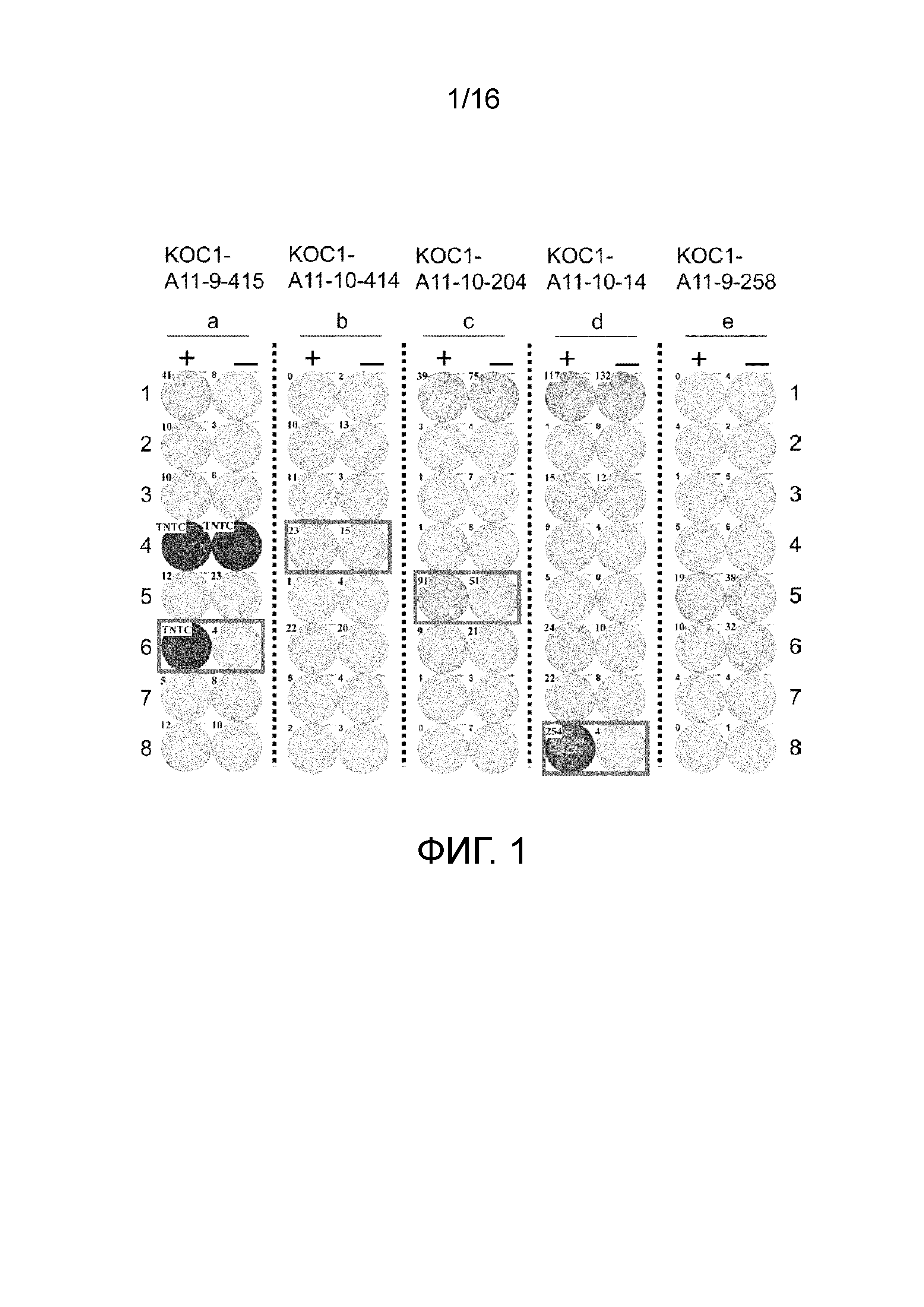 ПЕПТИД, ПОЛУЧЕННЫЙ ИЗ KOC1, И СОДЕРЖАЩАЯ ЕГО ВАКЦИНА