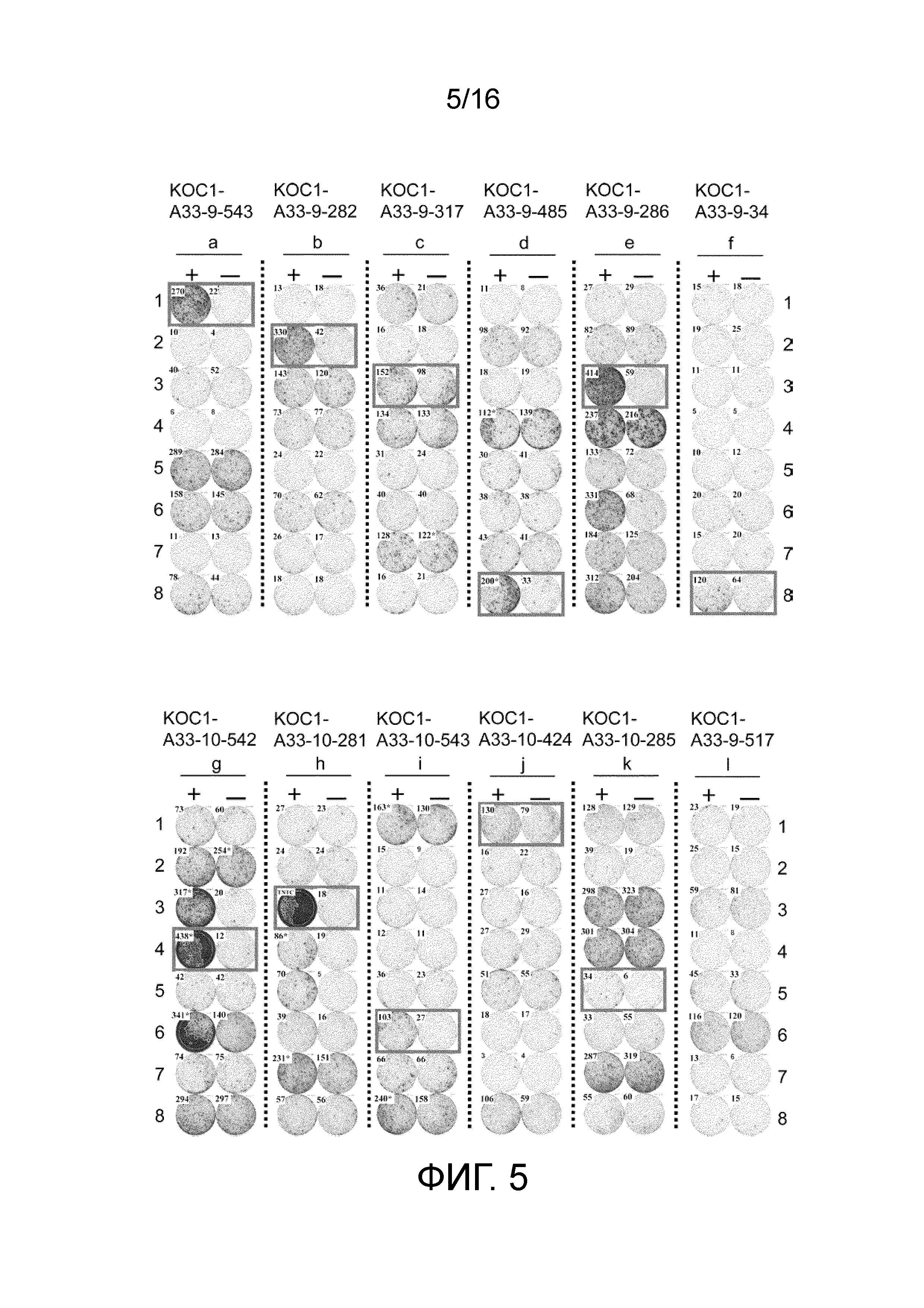 ПЕПТИД, ПОЛУЧЕННЫЙ ИЗ KOC1, И СОДЕРЖАЩАЯ ЕГО ВАКЦИНА