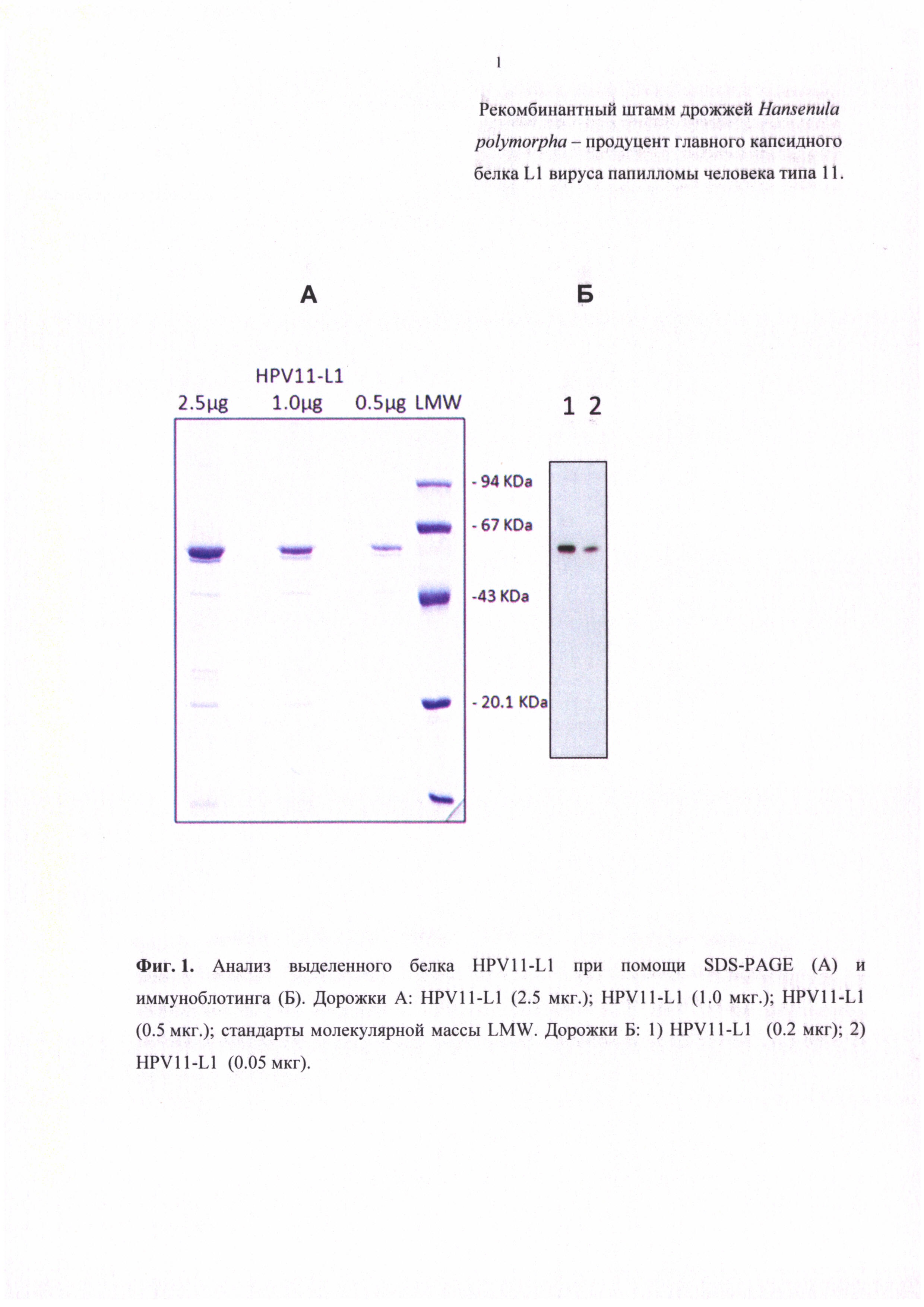 Рекомбинантный штамм дрожжей Hansenula polymorpha - продуцент главного капсидного белка L1 вируса папилломы человека типа 11