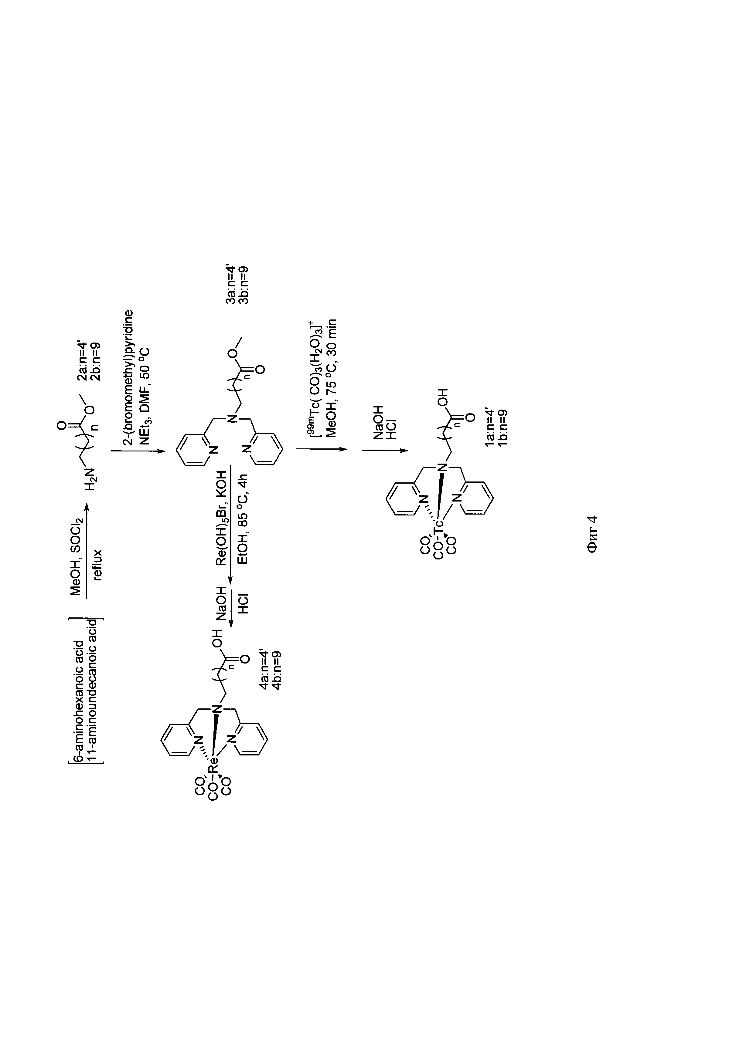 Способ получения ω-(бис(пиридин-2-илметил)амино)алифатических кислот - прекурсоров с хелатными центрами для связывания металлов
