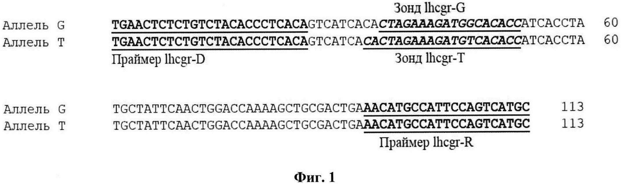 Способ генотипирования крупного рогатого скота по аллелям 1401G/T гена lhcgr (ss52050737) методом ПЦР в режиме реального времени