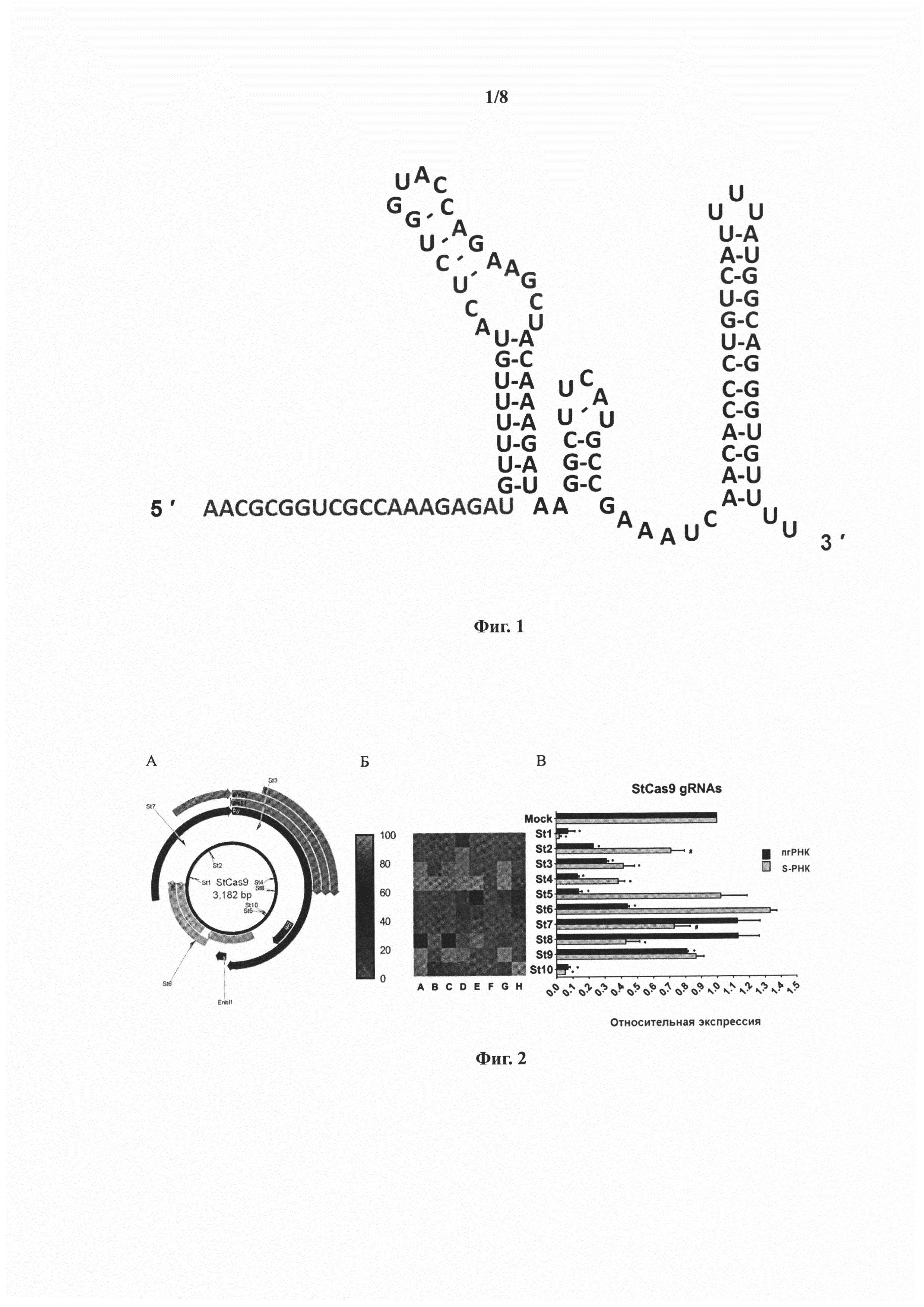 РНК-проводник St10 для использования в высокоспецифической системе нуклеаз Streptococcus thermophilus CRISPR/Cas9 (StCas9) и применение указанного РНК-проводника и белка StCas9 для подавления экспрессии вируса гепатита B в клетке-хозяине и для элиминации вирусной ДНК из клетки-хозяина