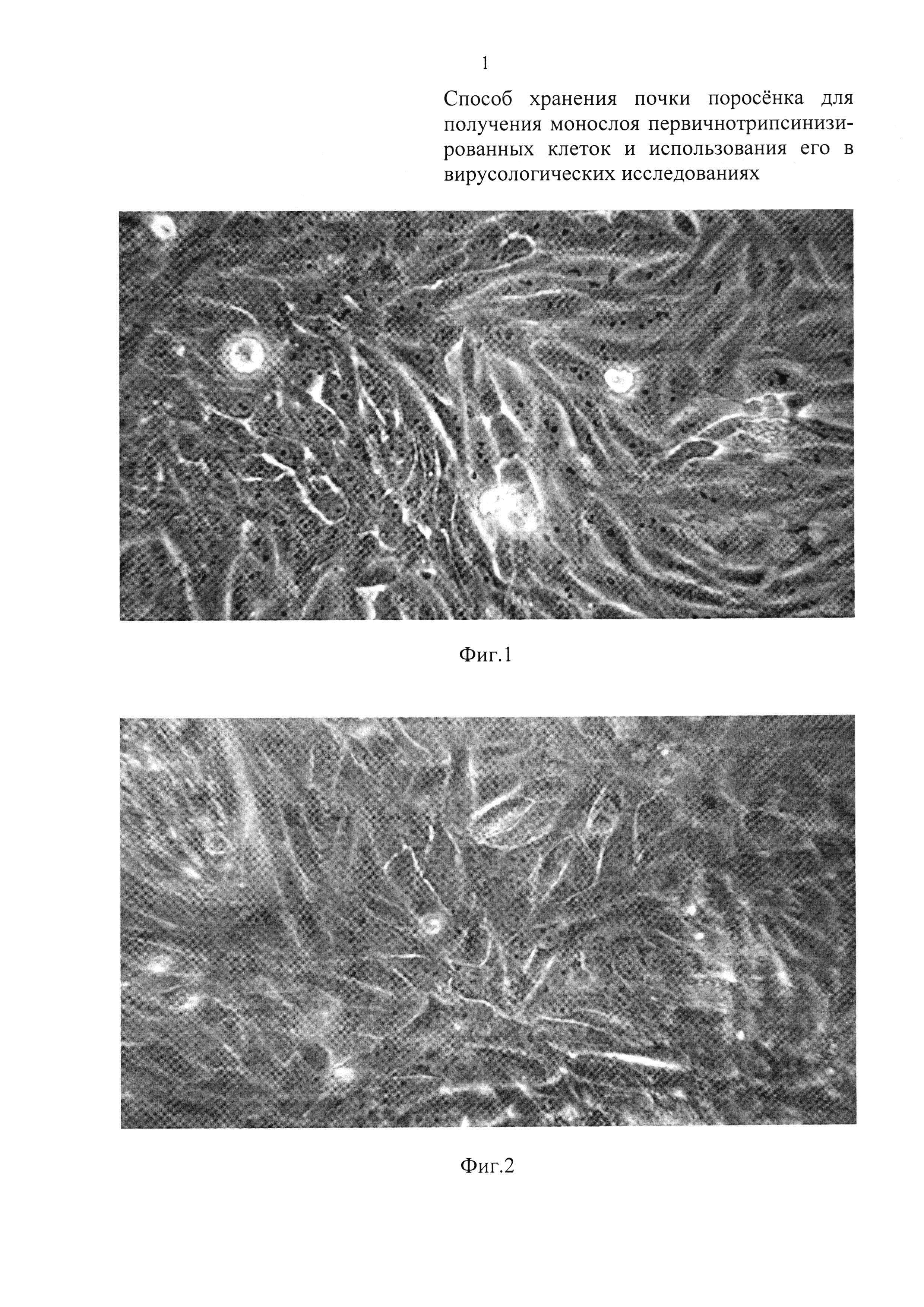 Способ хранения почки поросенка для получения монослоя первичнотрипсинизированных клеток и использования его в вирусологических исследованиях