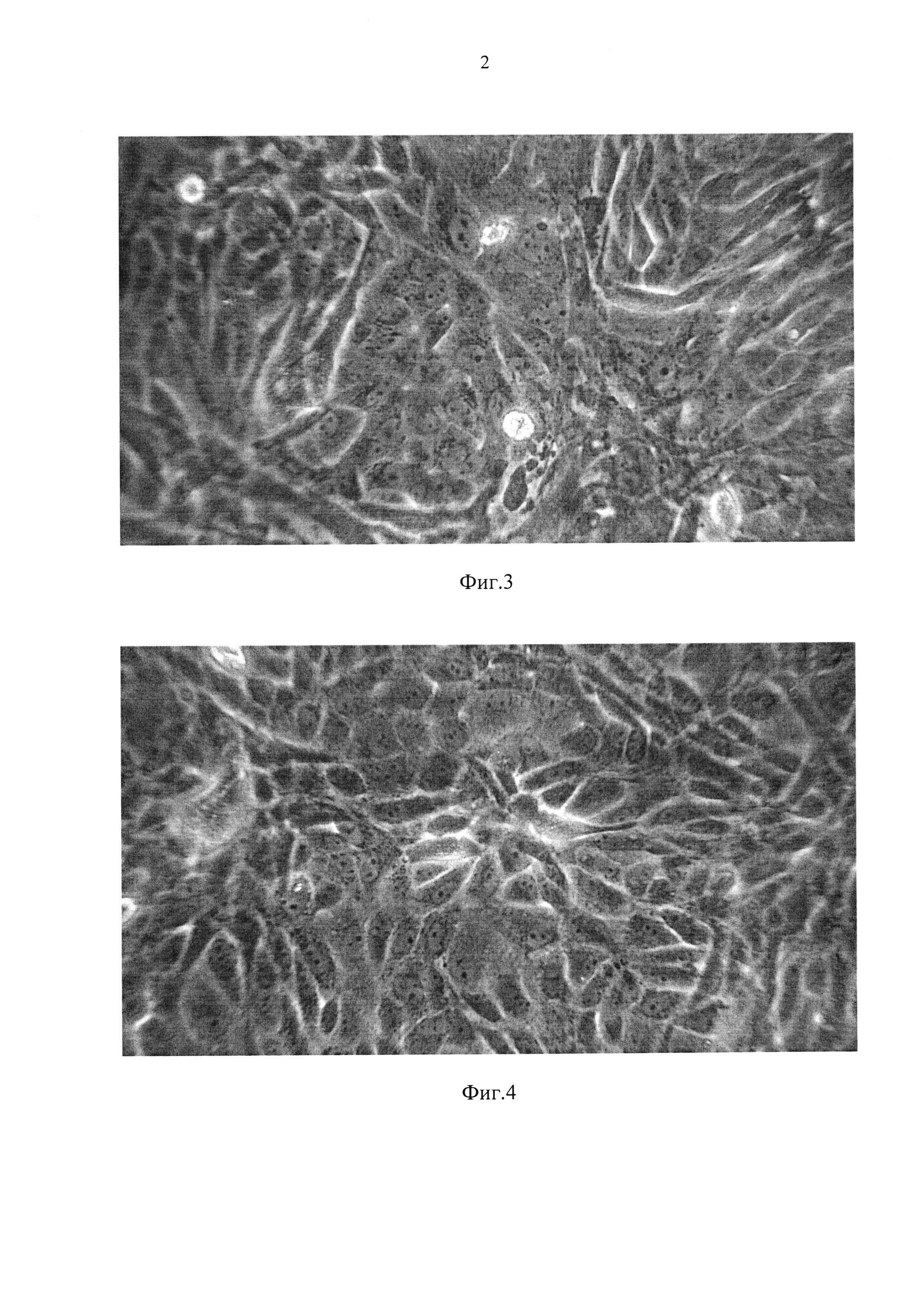 Способ хранения почки поросенка для получения монослоя первичнотрипсинизированных клеток и использования его в вирусологических исследованиях