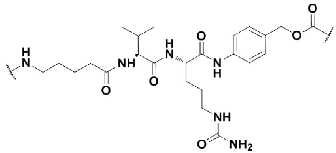 Полипептиды 8. Конъюгация лекарственных веществ. Полипептид формула. Фенацетин конъюгация. Полипептиды коры головного.