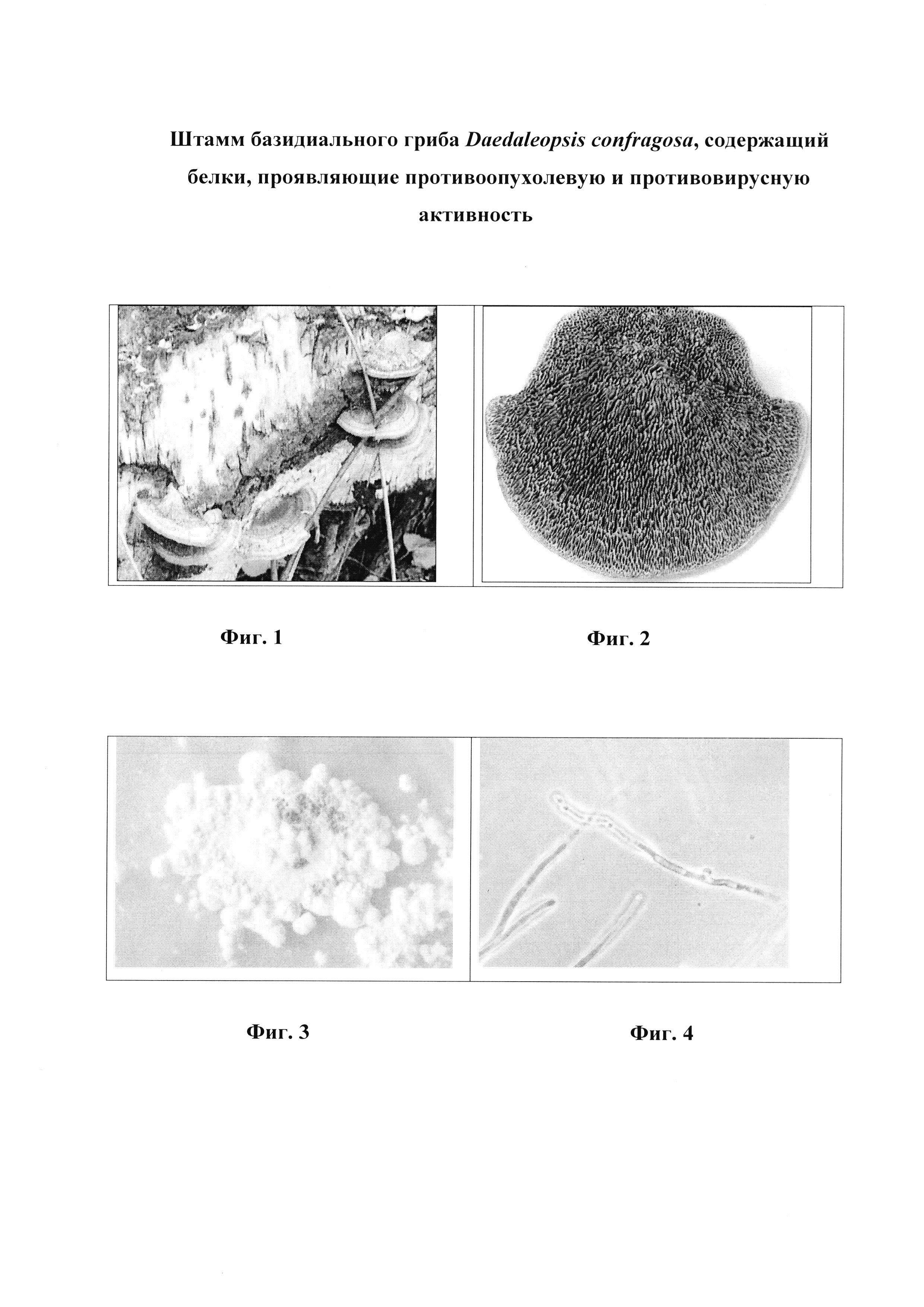 Штамм базидиального гриба Daedaleopsis confragosa, содержащий белки, проявляющие противоопухолевую и противовирусную активность