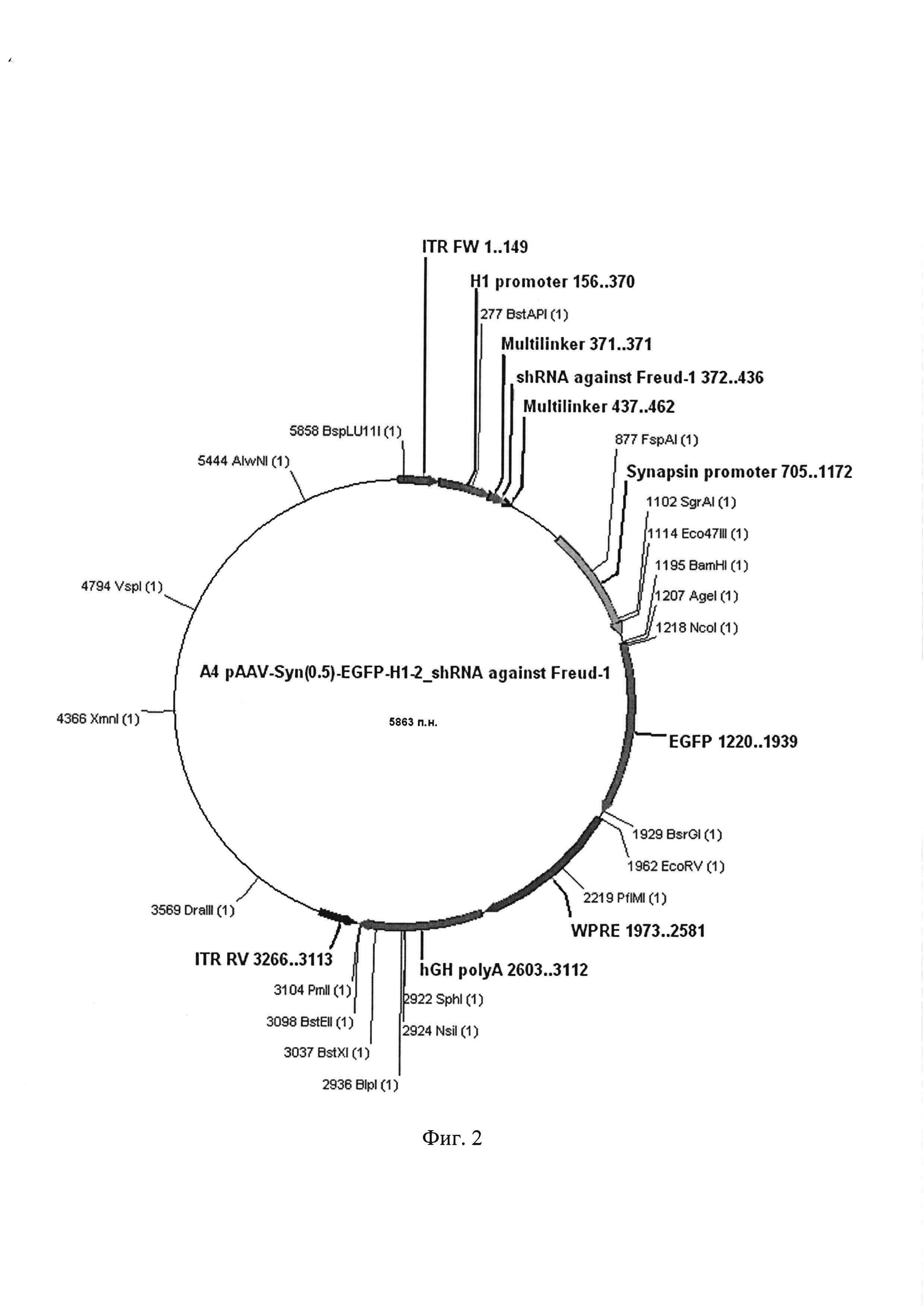 Рекомбинантная плазмидная ДНК AAV SynH1-2_shRNA Freud-1, обеспечивающая синтез shPHK, подавляющей экспрессию гена, кодирующего селективный сайленсер 5-HT1A рецептора Freud-1, в мозге млекопитающих