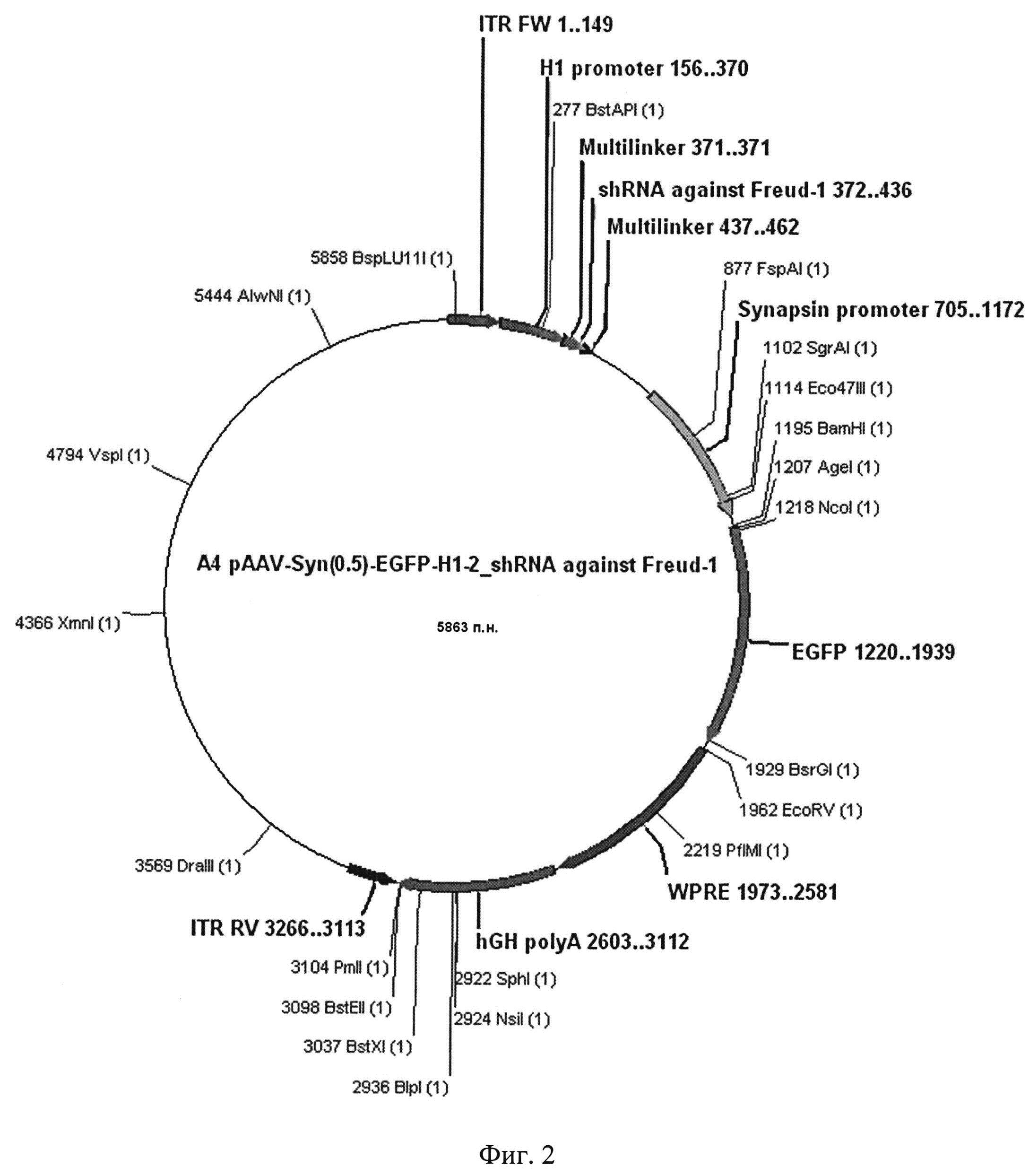 Рекомбинантная плазмидная ДНК AAV SynH1-2_shRNA Freud-1, обеспечивающая синтез shPHK, подавляющей экспрессию гена, кодирующего селективный сайленсер 5-HT1A рецептора Freud-1, в мозге млекопитающих