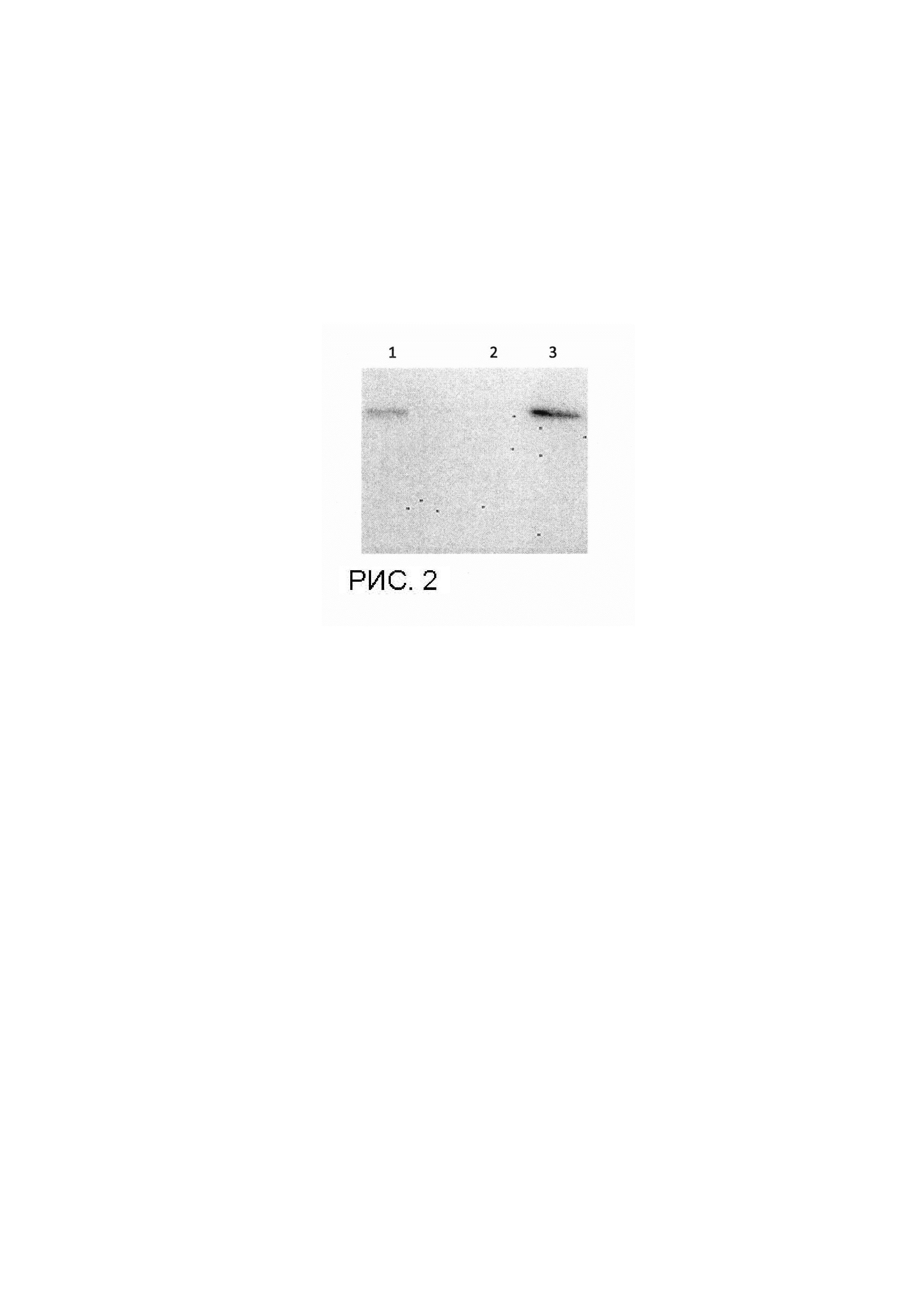 Штамм метилотрофных дрожжей PICHIA PASTORIS Yst-pPIC9pGAPZalpha-short_hTFNG, продуцирующий рекомбинантный человеческий трансферрин, содержащий аминокислотные замены N413D и N611D