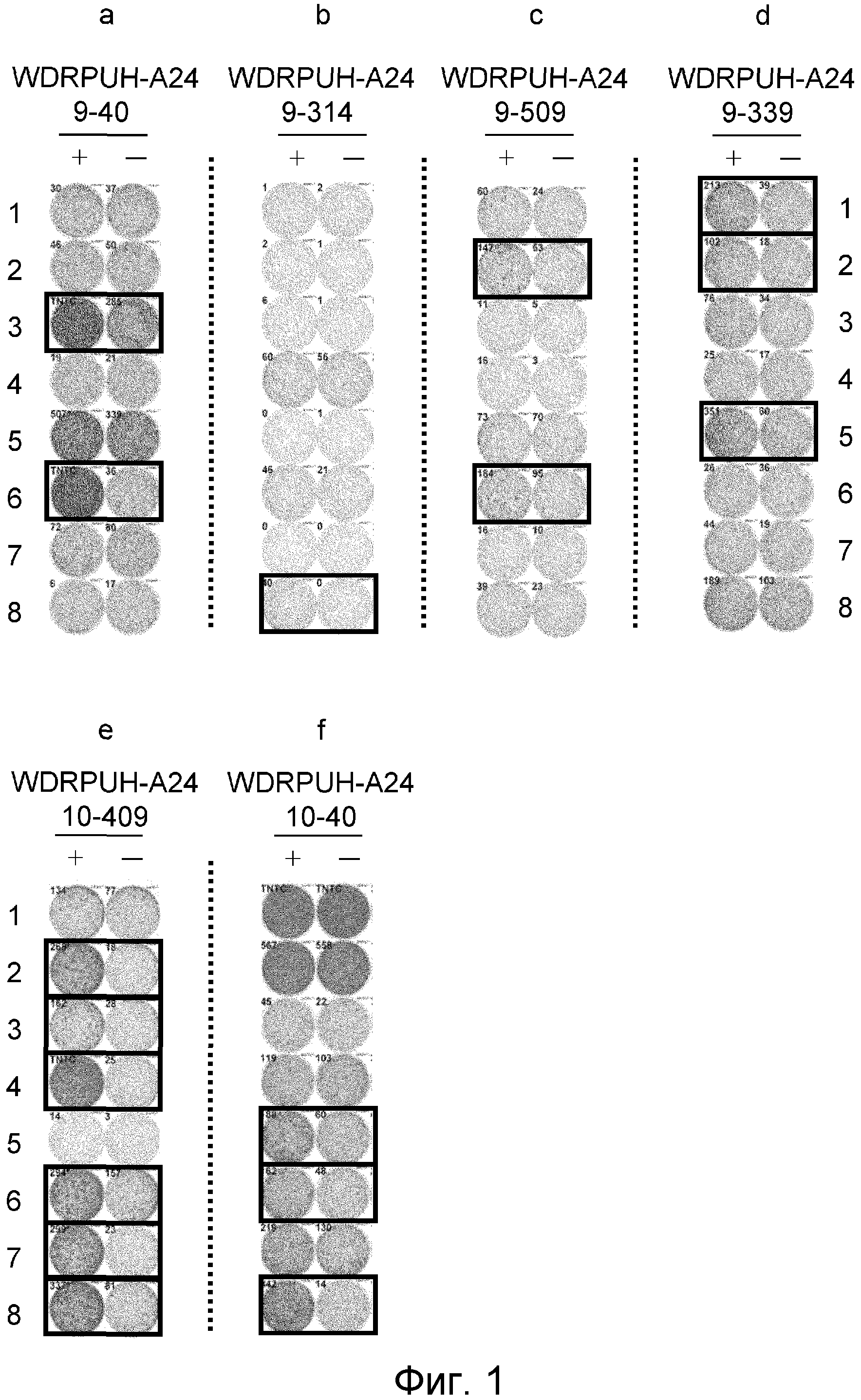 ПЕПТИДЫ ЭПИТОПА WDRPUH И ВАКЦИНЫ, СОДЕРЖАЩИЕ ИХ