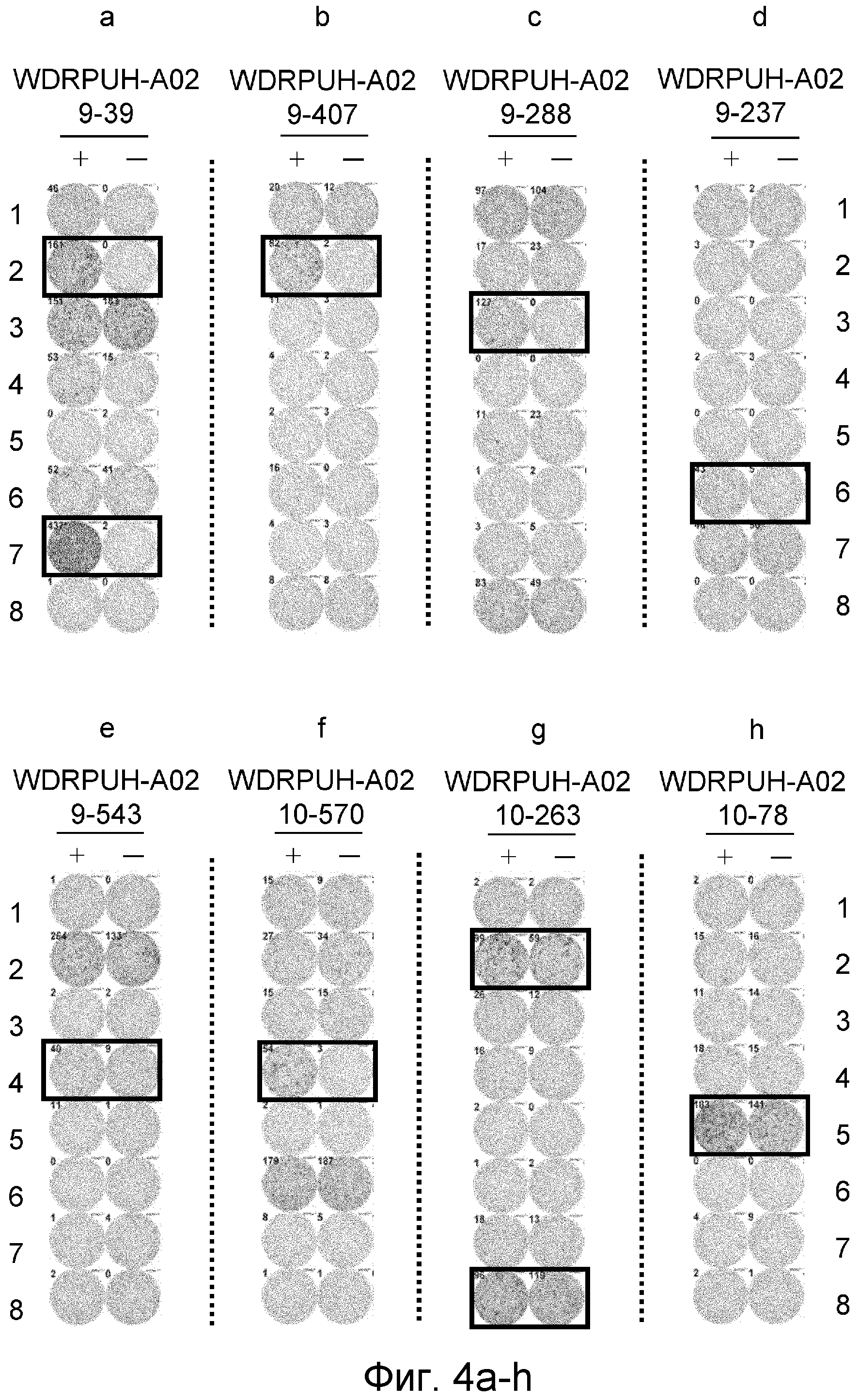 ПЕПТИДЫ ЭПИТОПА WDRPUH И ВАКЦИНЫ, СОДЕРЖАЩИЕ ИХ