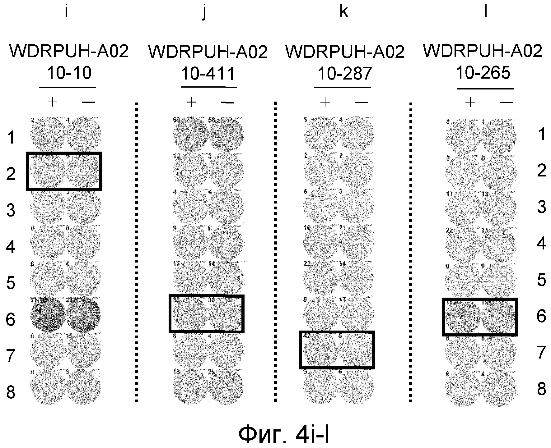 ПЕПТИДЫ ЭПИТОПА WDRPUH И ВАКЦИНЫ, СОДЕРЖАЩИЕ ИХ