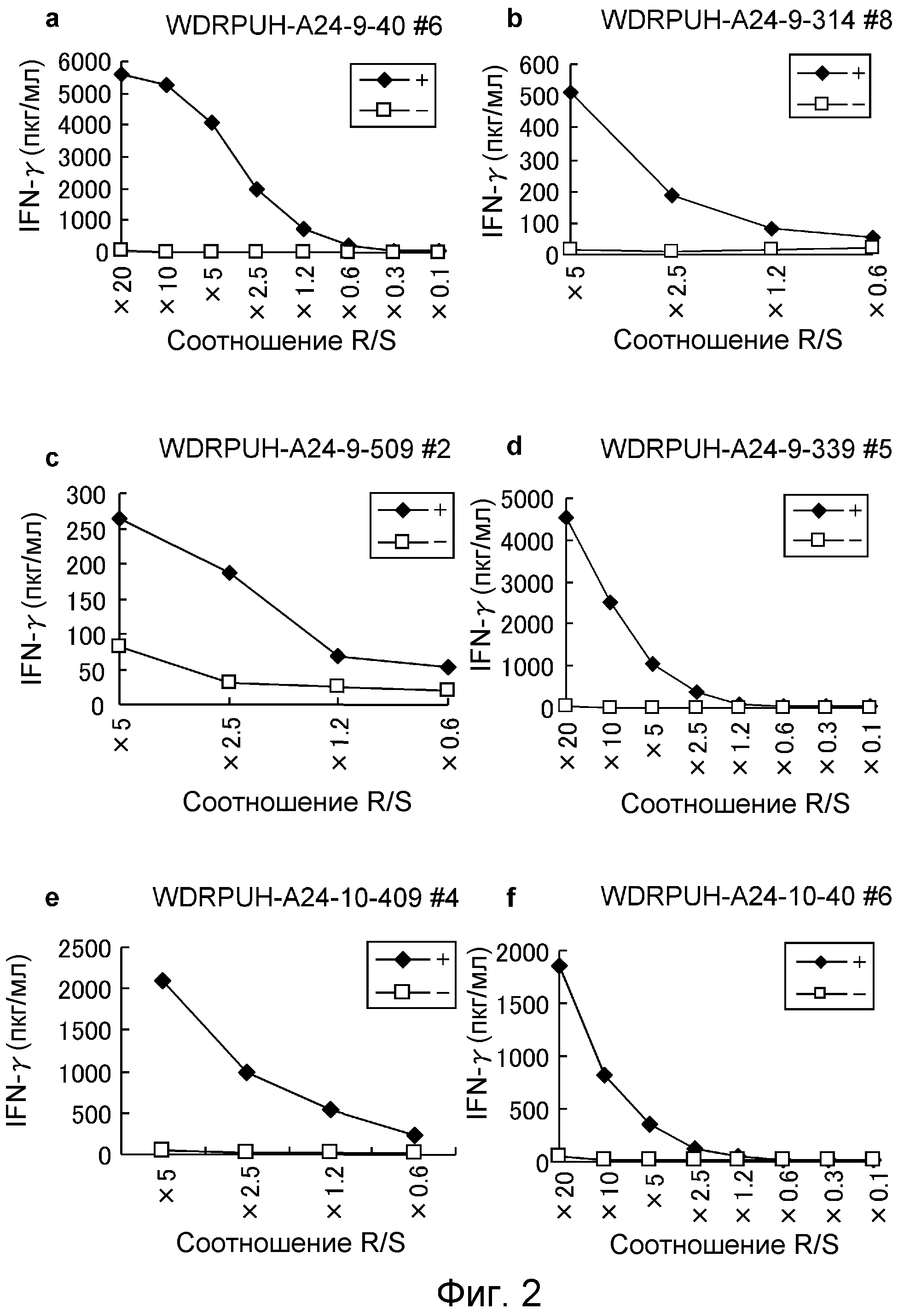 ПЕПТИДЫ ЭПИТОПА WDRPUH И ВАКЦИНЫ, СОДЕРЖАЩИЕ ИХ