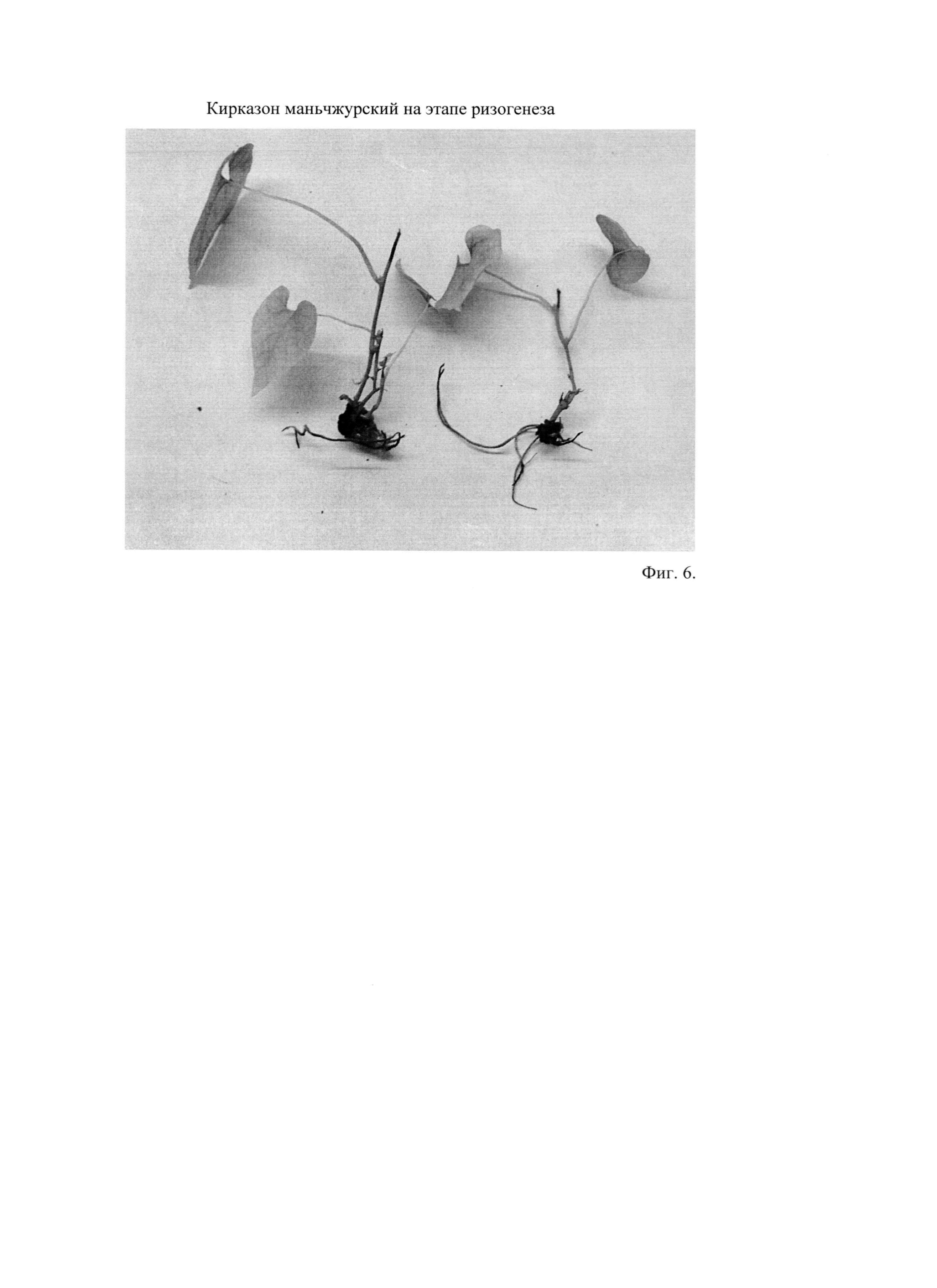 Способ клонального микроразмножения кирказона маньчжурского (Aristolochia manshuriensis Kom.)