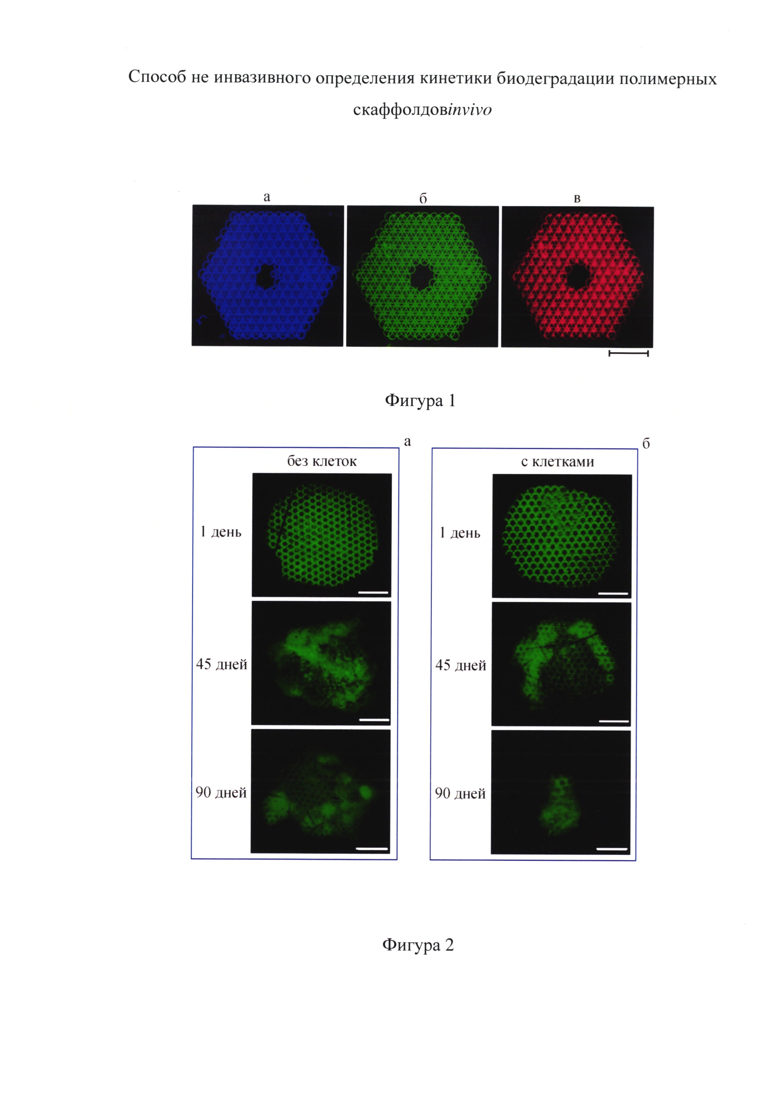 Способ определения кинетики биодеградации полимерных скаффолдов in vivo