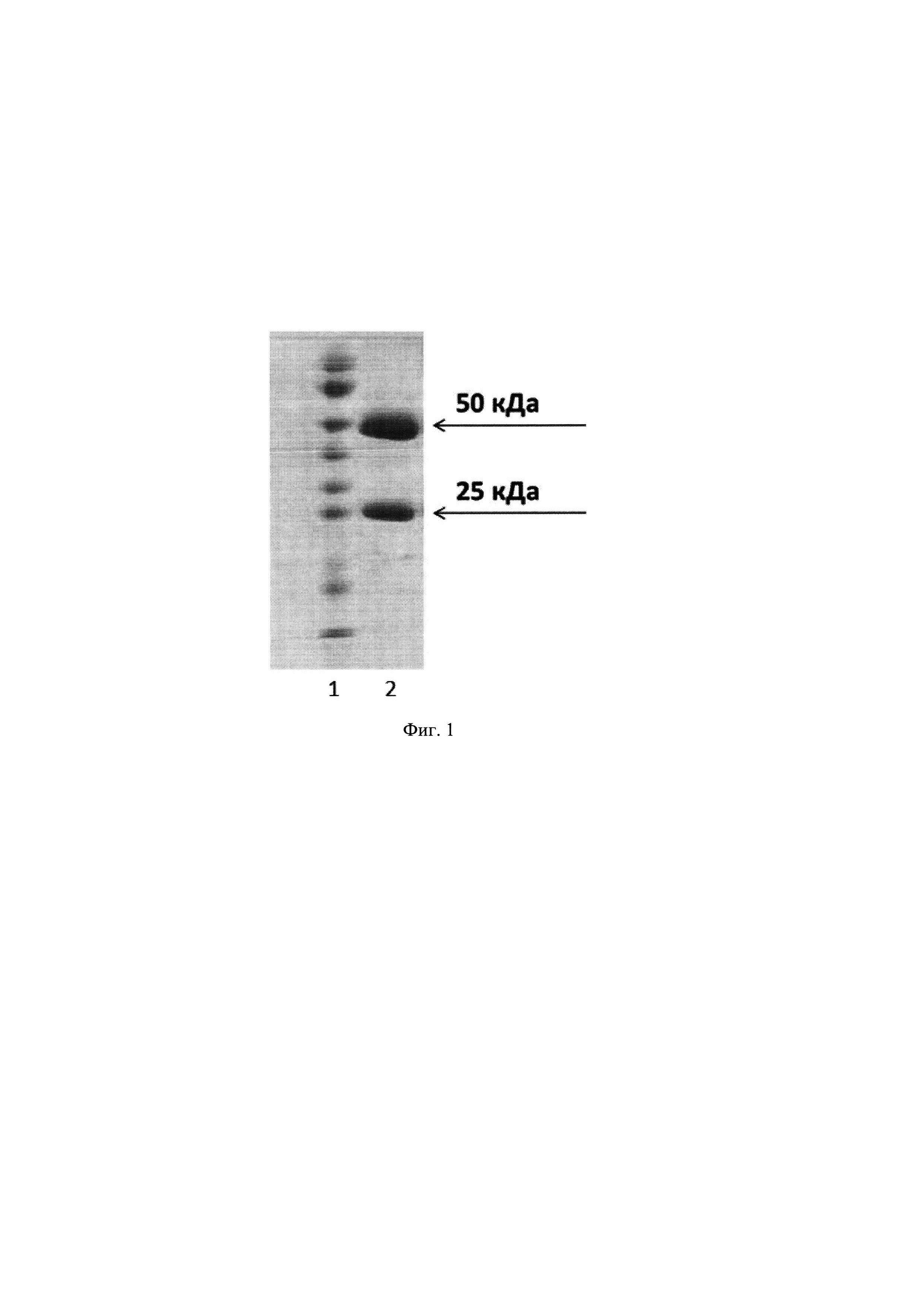 Штамм гибридных культивируемых клеток H.sapiens/Mus musculus 8D4E9-Ba-LF-продуцент человеческих моноклональных антител против летального фактора возбудителя сибирской язвы