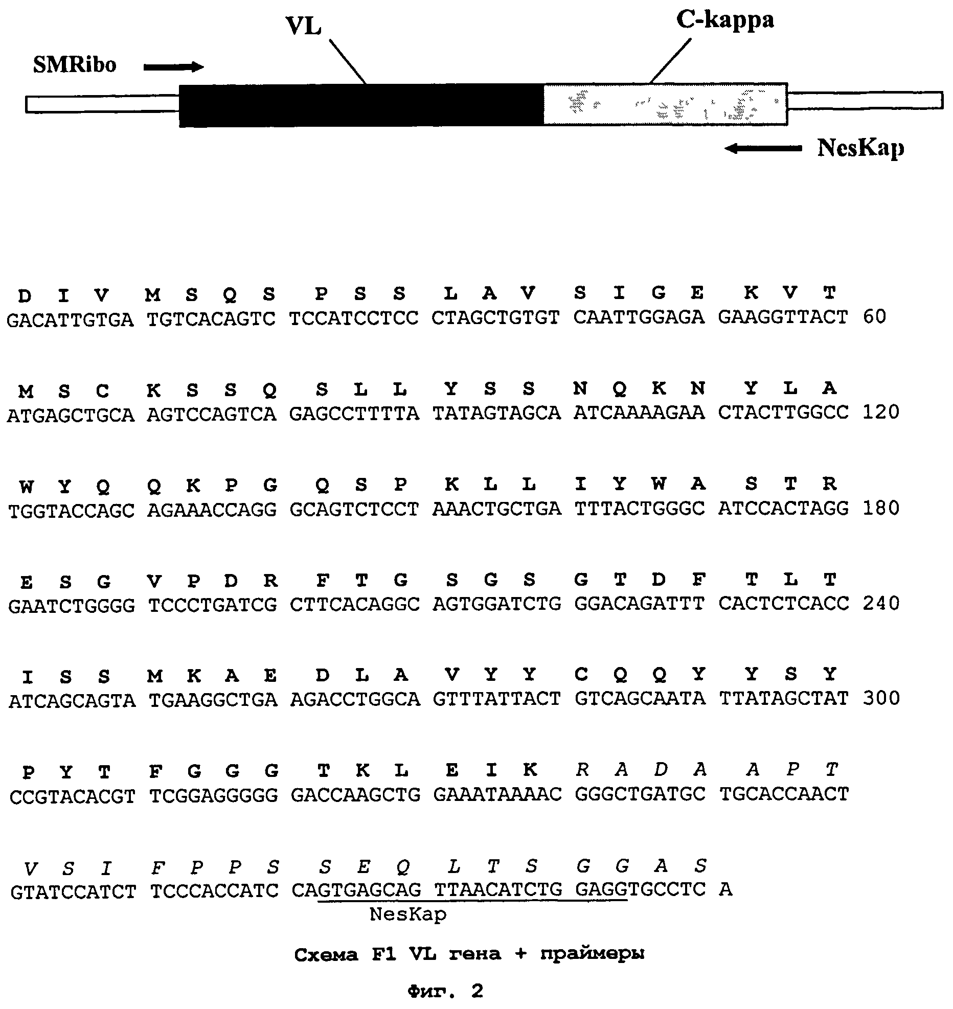 ГУМАНИЗИРОВАННОЕ АНТИТЕЛО И АНТИГЕНСВЯЗЫВАЮЩИЙ ФРАГМЕНТ (Fab), СВЯЗЫВАЮЩИЕСЯ С ИНТЕРФЕРОНОМ- γ ЧЕЛОВЕКА, ФРАГМЕНТЫ ДНК, КОДИРУЮЩИЕ УКАЗАННОЕ АНТИТЕЛО И АНТИГЕНСВЯЗЫВАЮЩИЙ ФРАГМЕНТ, КЛЕТКА, ТРАНСФОРМИРОВАННАЯ ФРАГМЕНТОМ ДНК, И СПОСОБ ПОЛУЧЕНИЯ УКАЗАННОГО АНТИТЕЛА И АНТИГЕНСВЯЗЫВАЮЩЕГО ФРАГМЕНТА