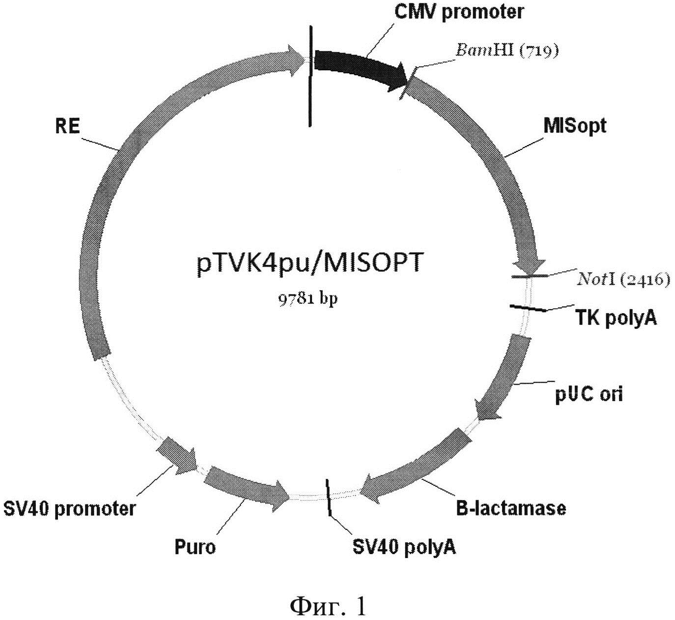 Синтетическая ДНК, кодирующая антимюллеров гормон человека, содержащий ее экспрессионный вектор pTVK4pu/MISOPT и штамм клеток яичников китайского хомячка CHO-MIS - продуцент рекомбинантного антимюллерового гормона человека