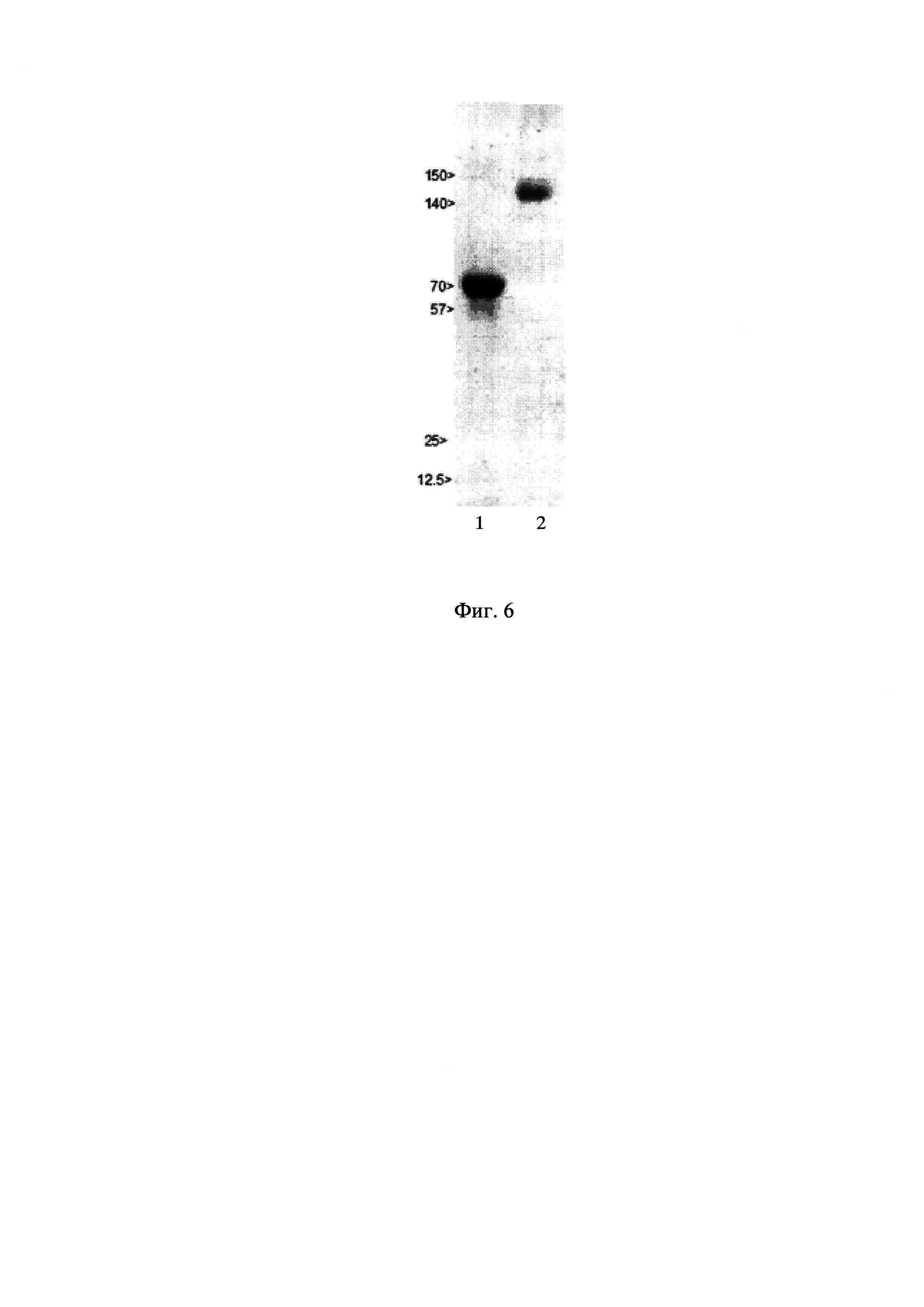 Синтетическая ДНК, кодирующая антимюллеров гормон человека, содержащий ее экспрессионный вектор pTVK4pu/MISOPT и штамм клеток яичников китайского хомячка CHO-MIS - продуцент рекомбинантного антимюллерового гормона человека