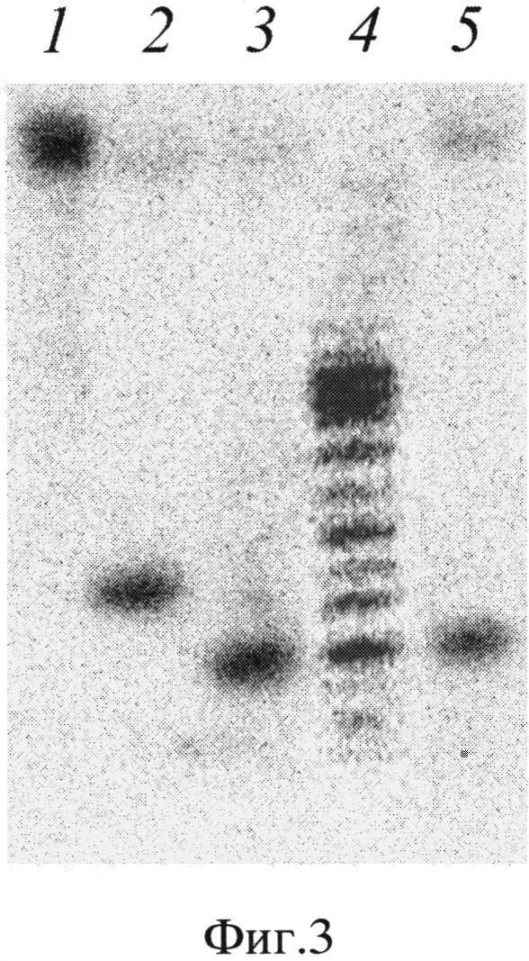 РЕКОМБИНАНТНЫЙ ШТАММ БАКТЕРИЙ Escherichia coli N41 (pBpuN4/MR)-ПРОДУЦЕНТ САЙТ-СПЕЦИФИЧЕСКОЙ ЭНДОНУКЛЕАЗЫ РЕСТРИКЦИИ BpuN4I