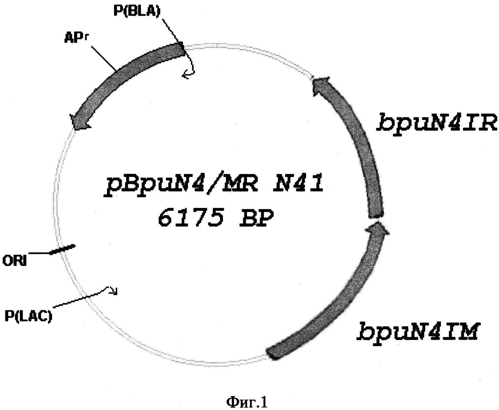 РЕКОМБИНАНТНЫЙ ШТАММ БАКТЕРИЙ Escherichia coli N41 (pBpuN4/MR)-ПРОДУЦЕНТ САЙТ-СПЕЦИФИЧЕСКОЙ ЭНДОНУКЛЕАЗЫ РЕСТРИКЦИИ BpuN4I