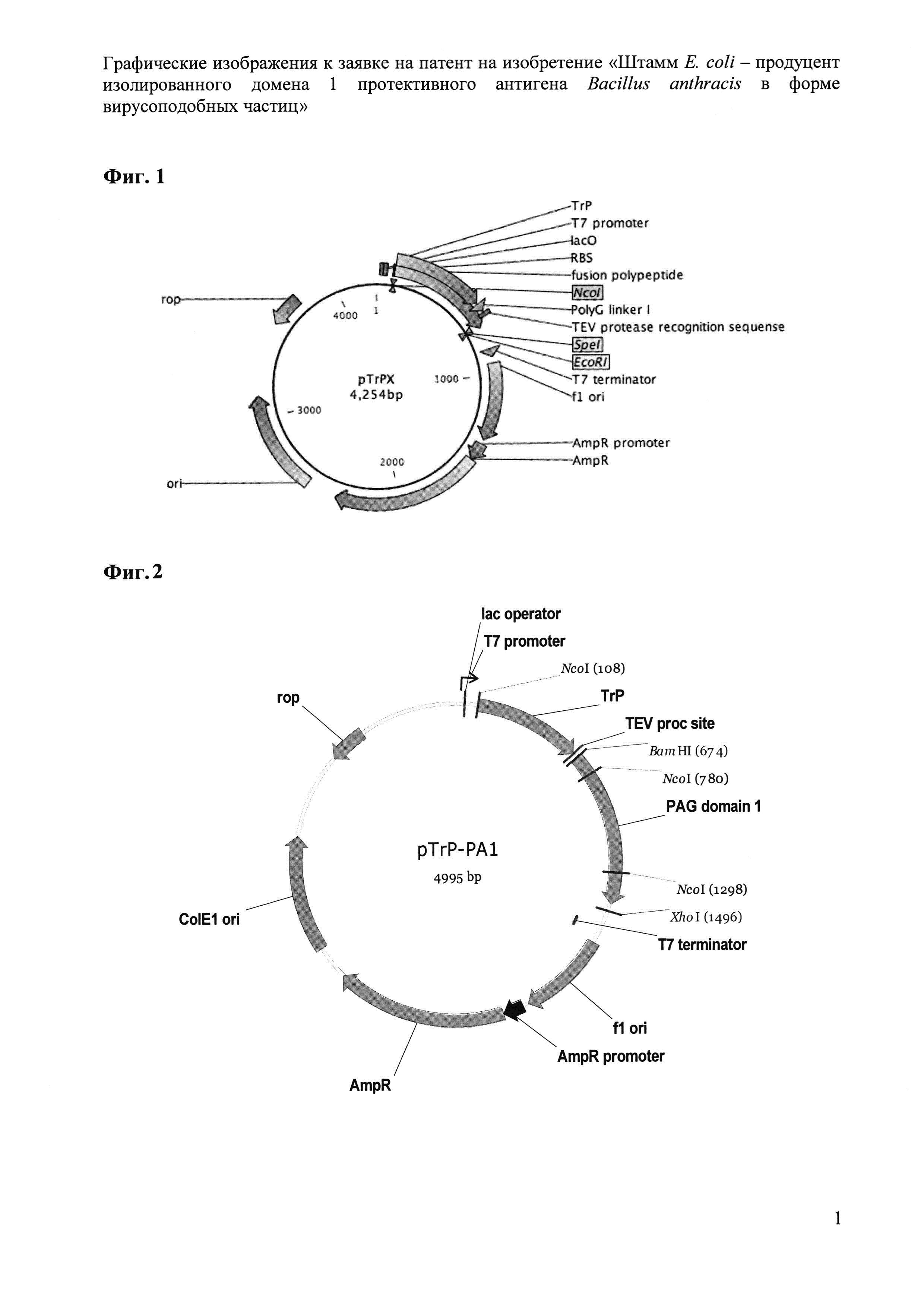 Штамм E. coli - продуцент изолированного домена 1 протективного антигена Bacillus anthracis в форме вирусоподобных частиц