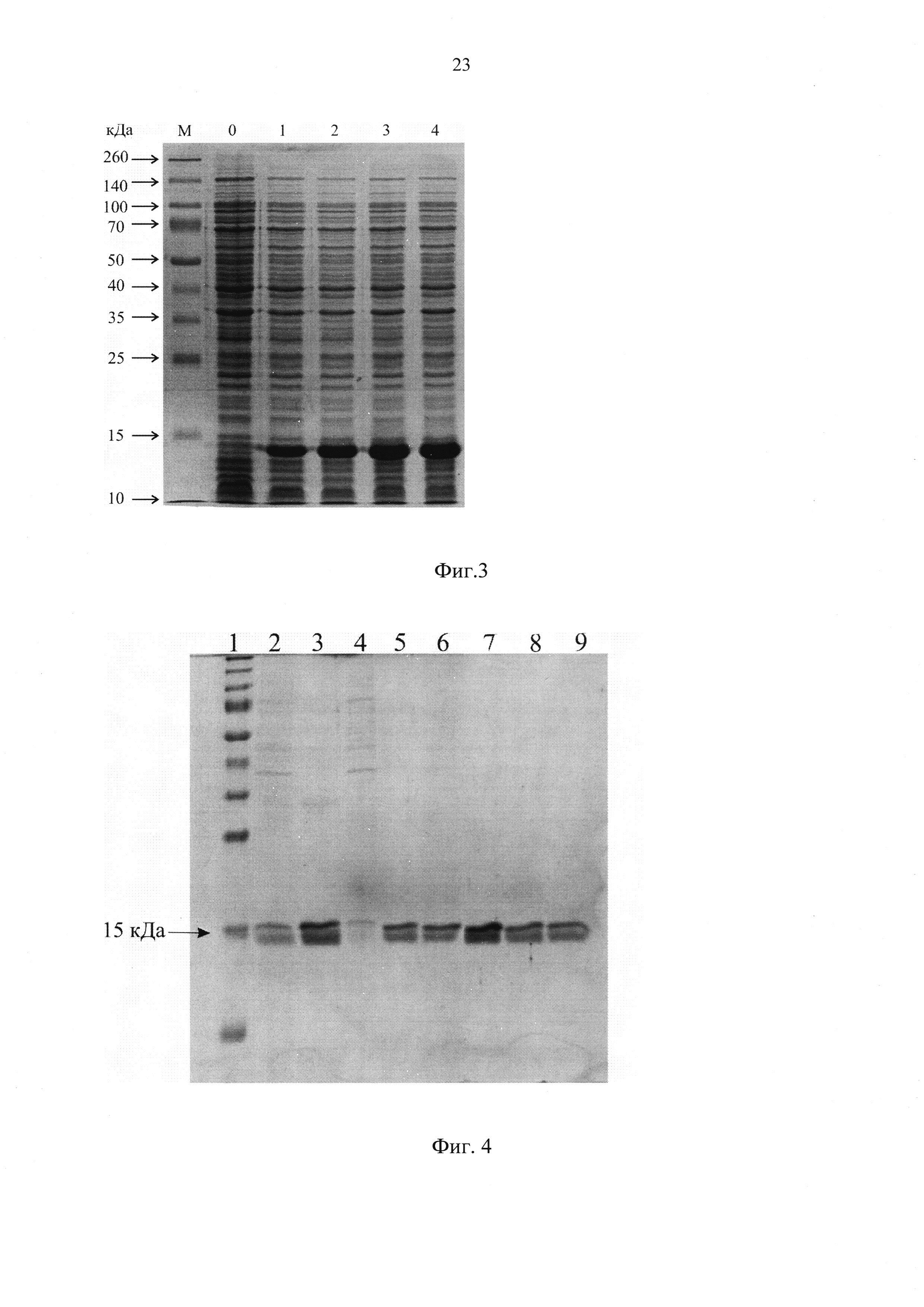 Рекомбинантная плазмидная ДНК pET-15b_T1_RL, обеспечивающая синтез рекомбинантного слитого белка, состоящего из опухоль-специфического пептида и противоопухолевого пептида RL2, и рекомбинантный слитый белок, обладающий цитотоксической активностью по отношению к раковым клеткам и таргетными свойствами к опухолевой ткани