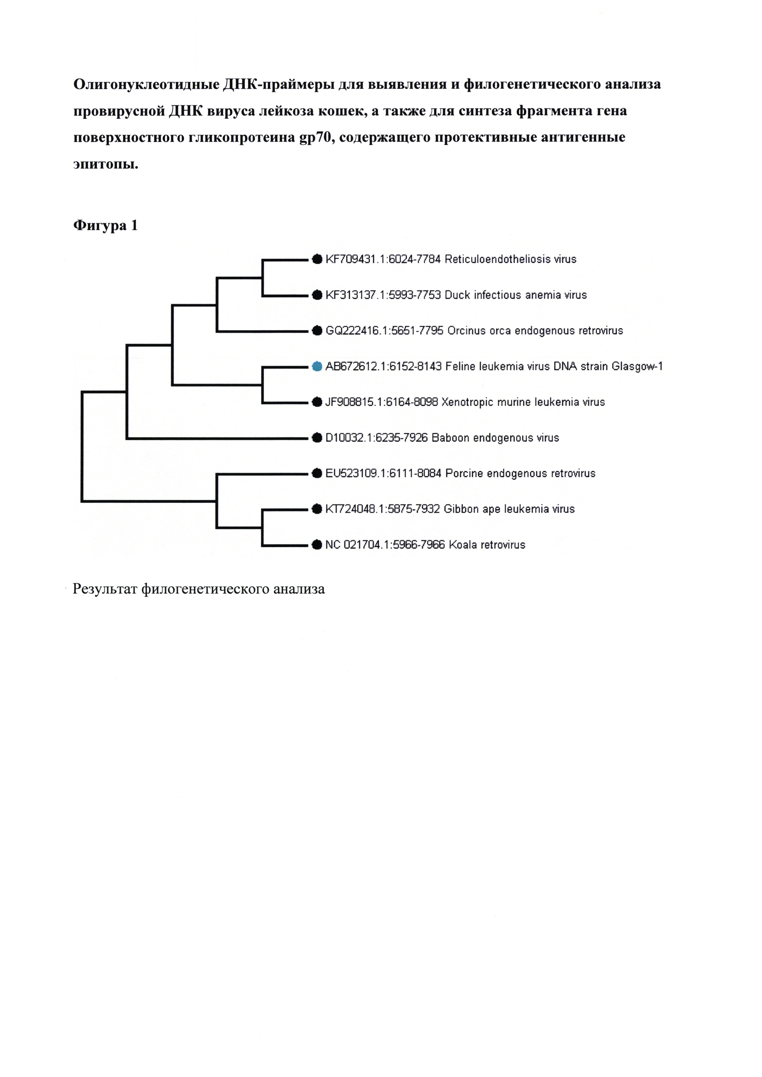 Олигонуклеотидные ДНК праймеры для выявления и филогенетического анализа провирусной ДНК вируса лейкоза кошек, а также для синтеза фрагмента гена поверхностного гликопротеина gp70, содержащего протективные антигенные эпитопы