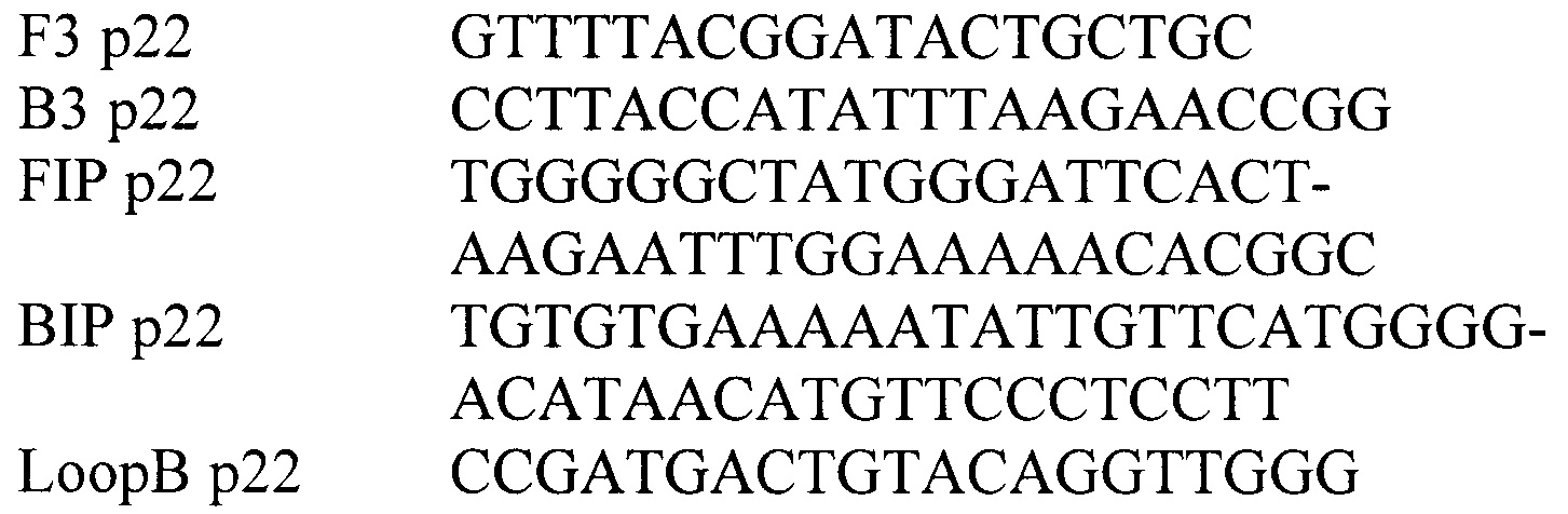 Синтетические олигонуклеотидные праймеры и способ выявления ДНК вируса АЧС методом петлевой изотермической амплификации
