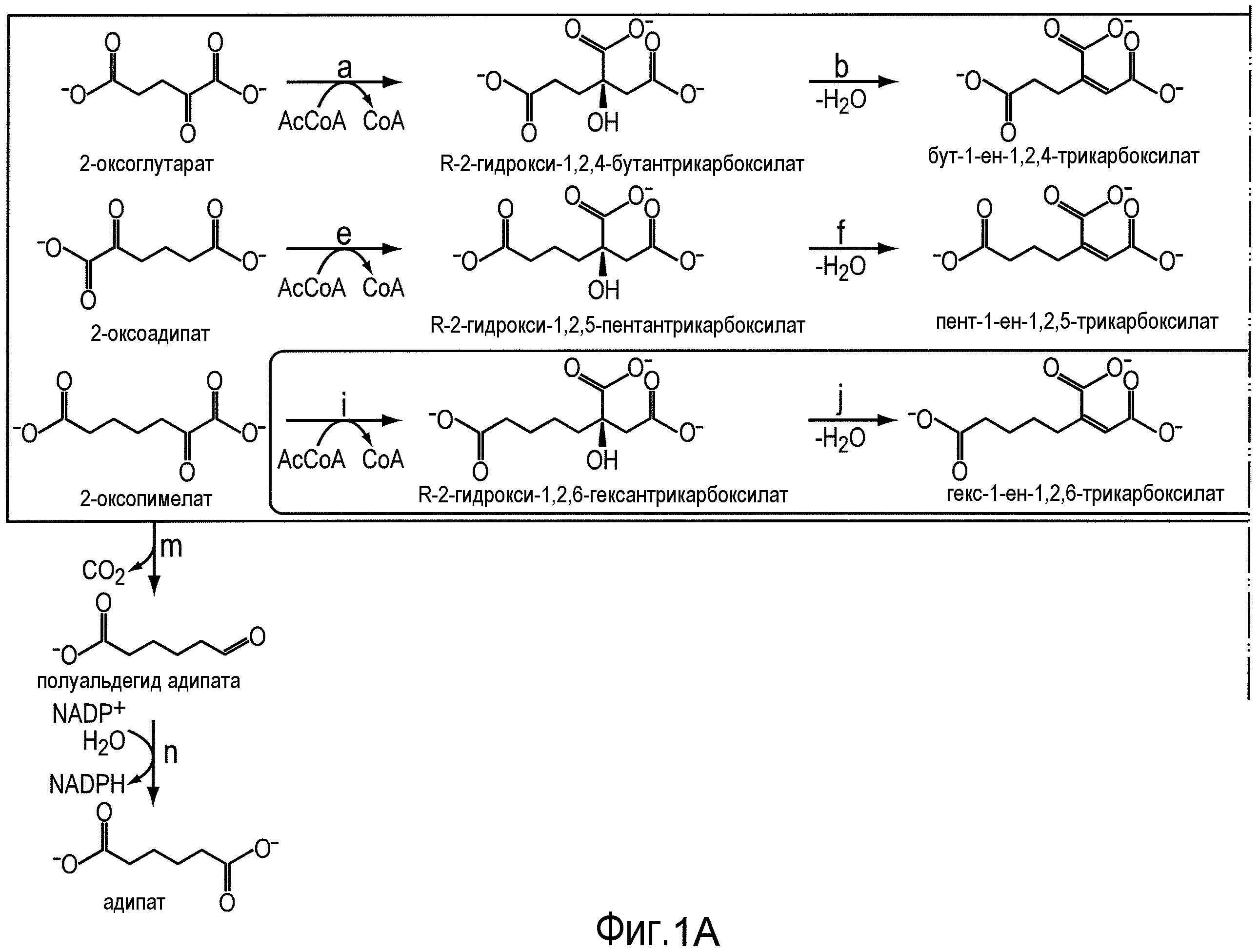 Кетокислоты аминокислот. Схема процесса образования гомогентизината. Альфа кетокислота. Биологический Синтез. Дегидрогеназа кетокислот с разветвленной цепью.