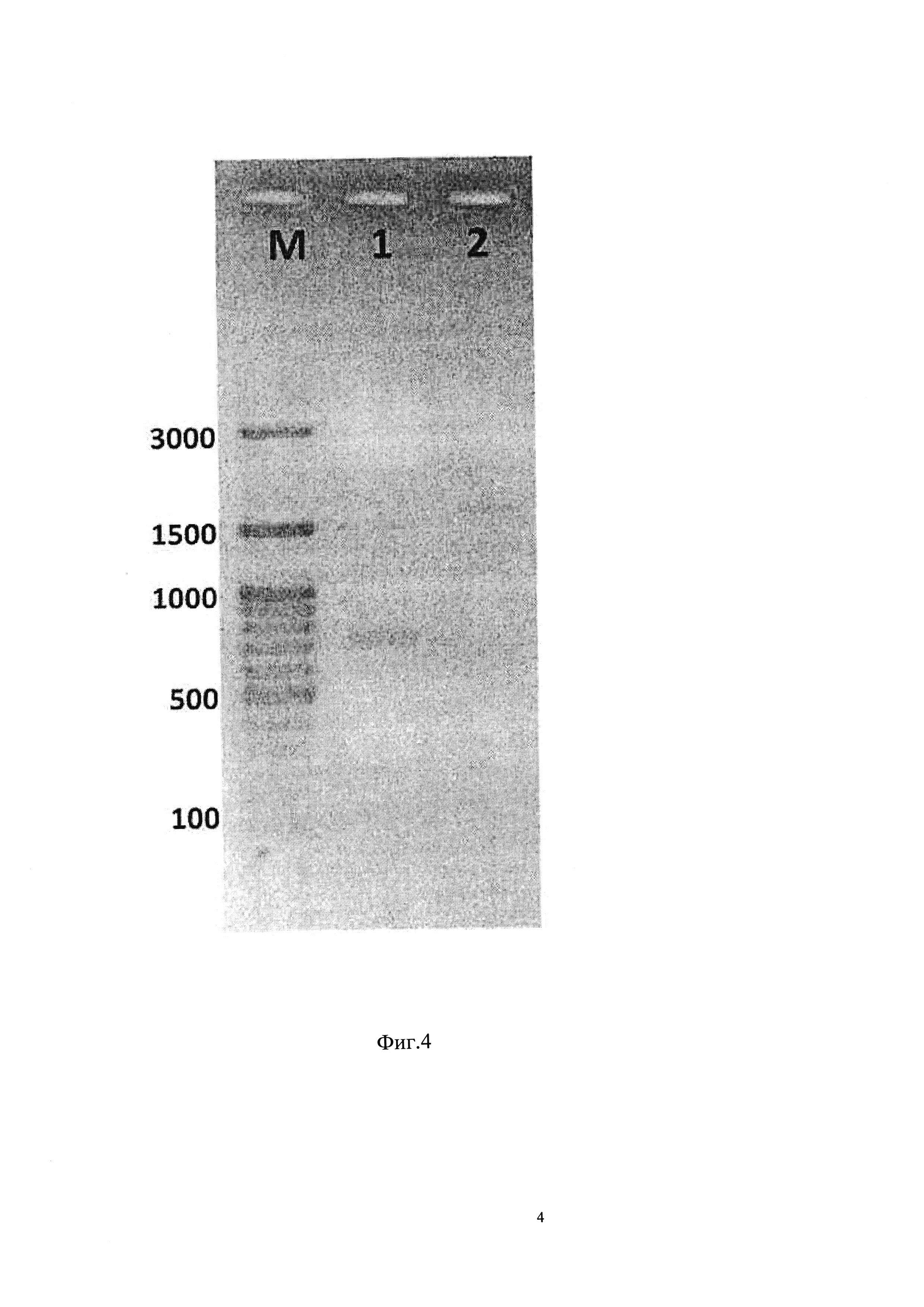 MDCK клетка-продуцент белков вируса гриппа (варианты)