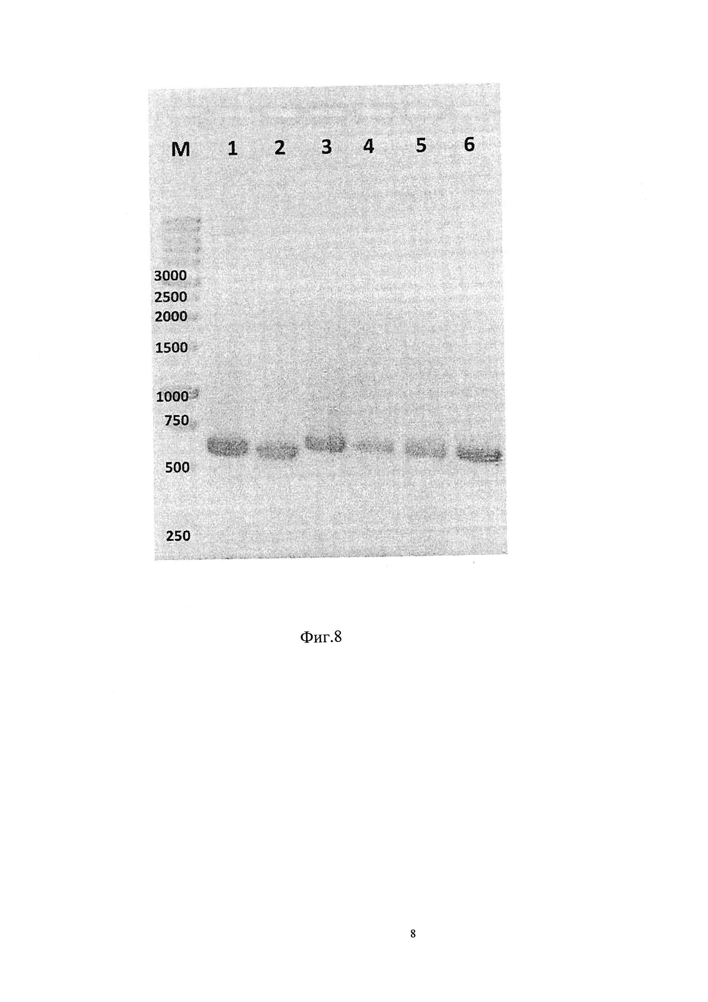 MDCK клетка-продуцент белков вируса гриппа (варианты)