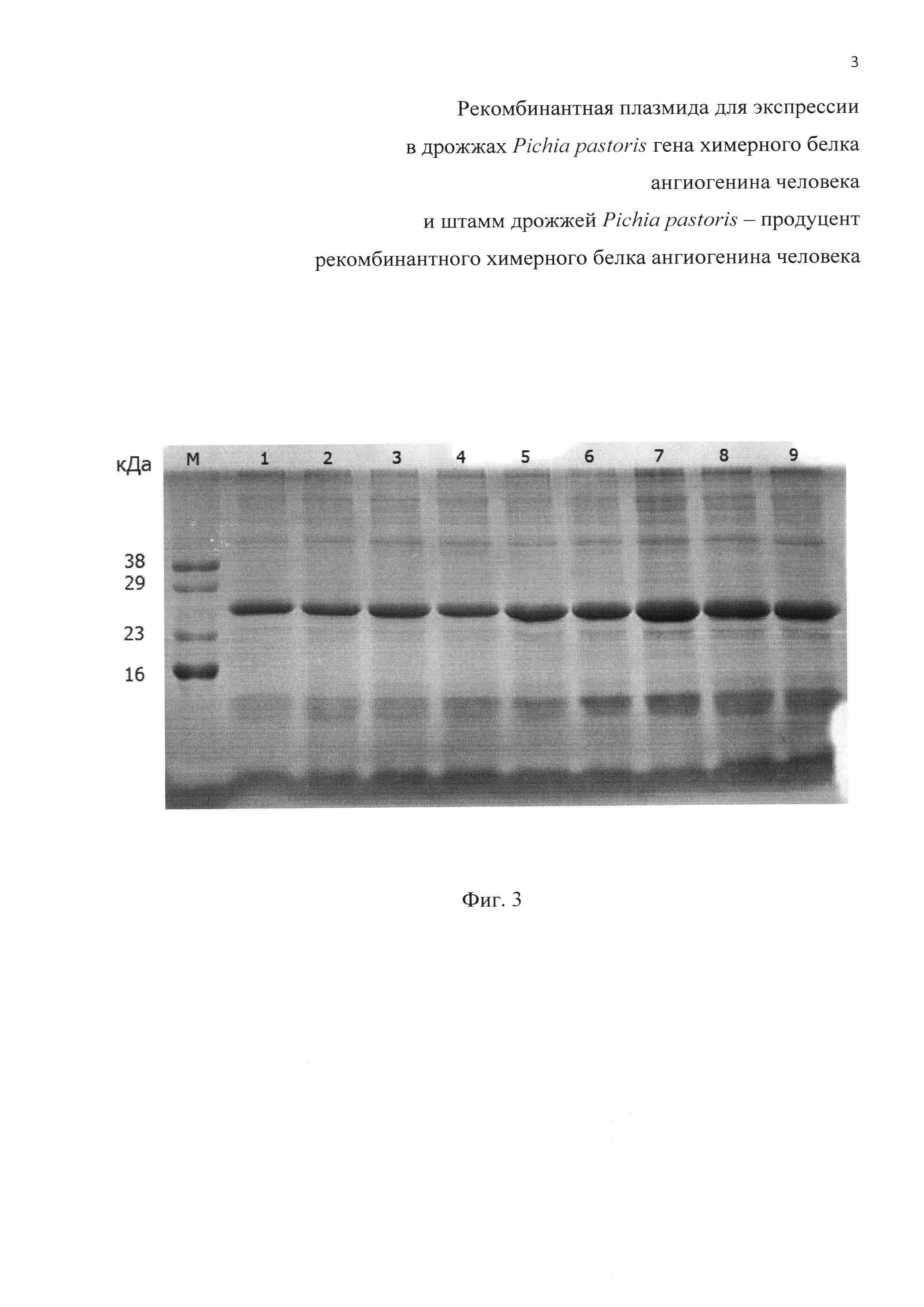 Рекомбинантная плазмида для экспрессии в дрожжах Pichia pastoris гена химерного белка ангиогенина человека и штамм дрожжей Pichia pastoris - продуцент рекомбинантного химерного белка ангиогенина человека