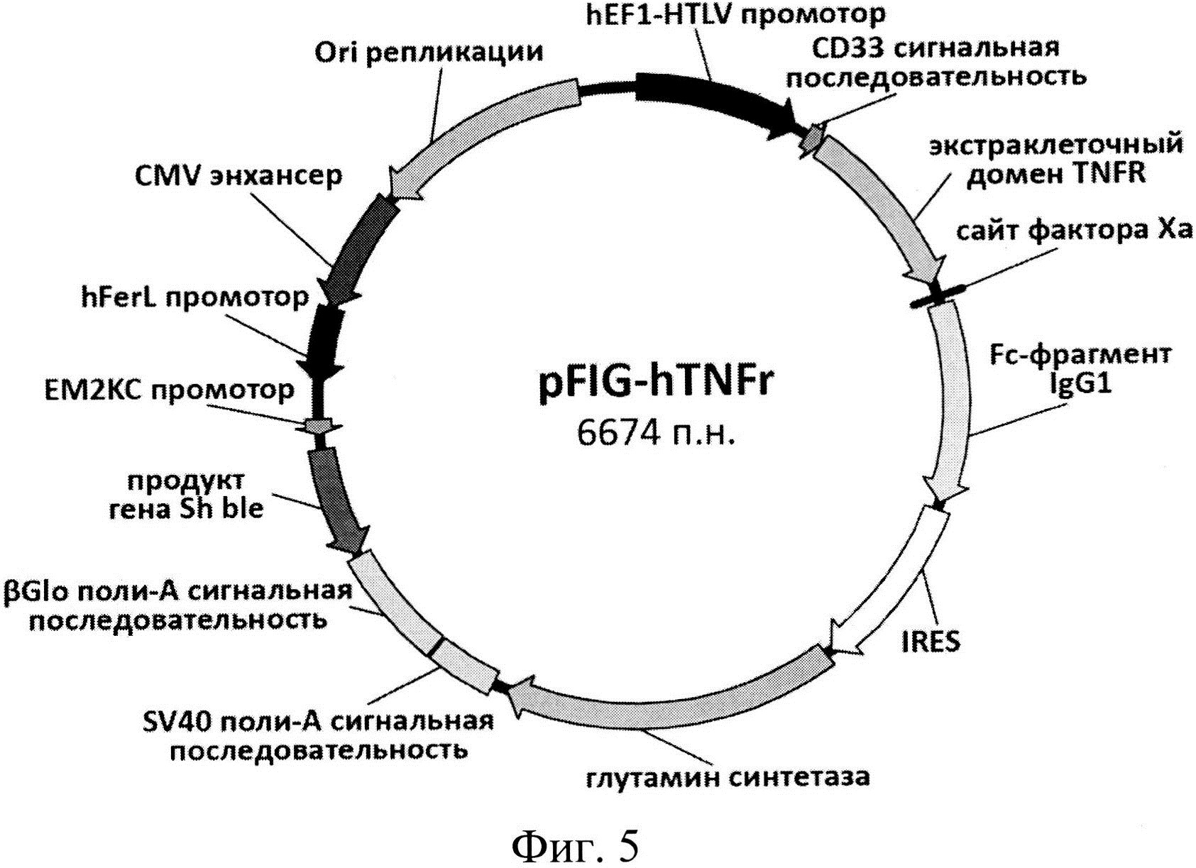 Экспрессионный плазмидный вектор для экспрессии активной формы TNFR1-Fc и способ получения рекомбинантного белка