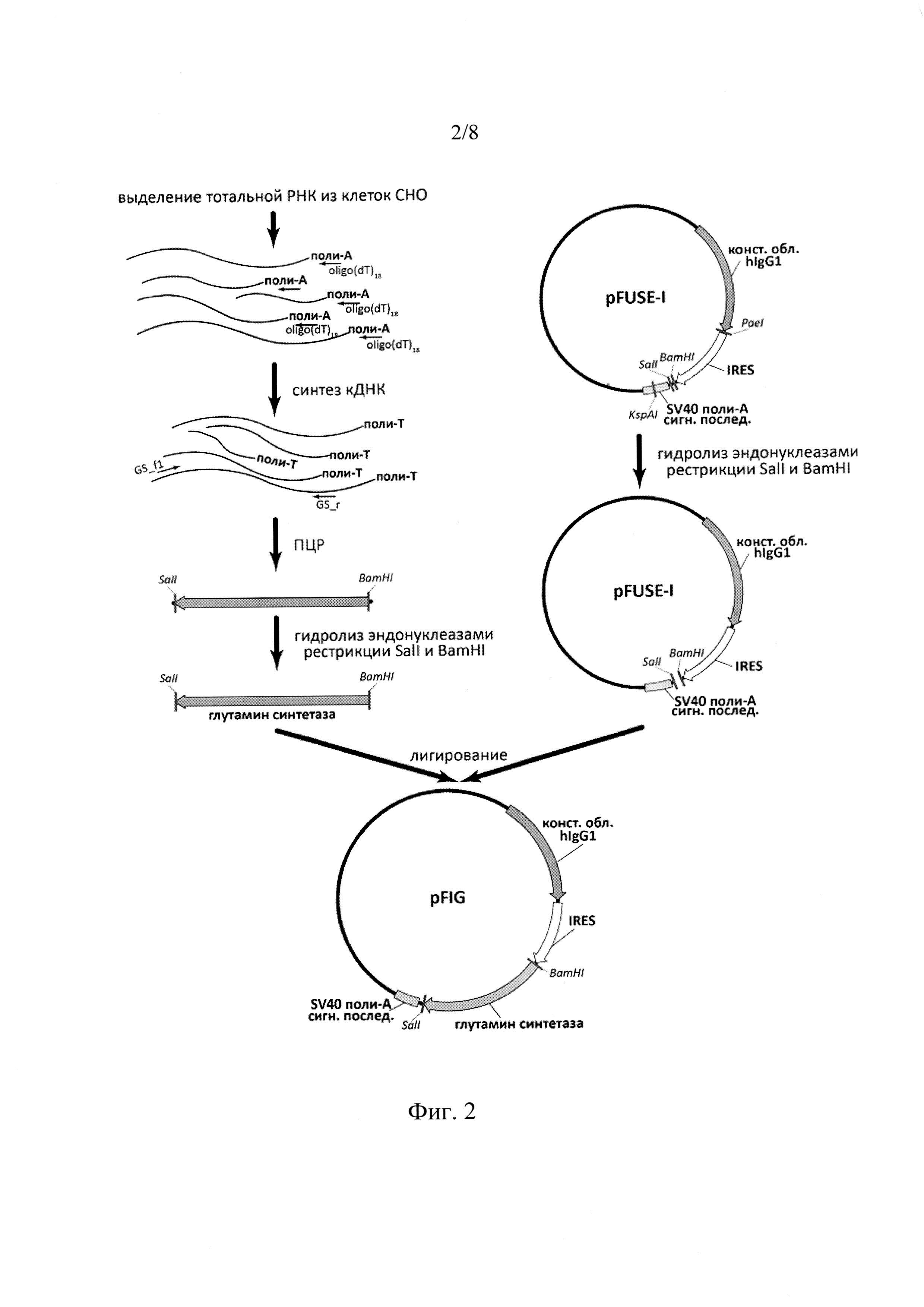 Экспрессионный плазмидный вектор для экспрессии активной формы TNFR1-Fc и способ получения рекомбинантного белка