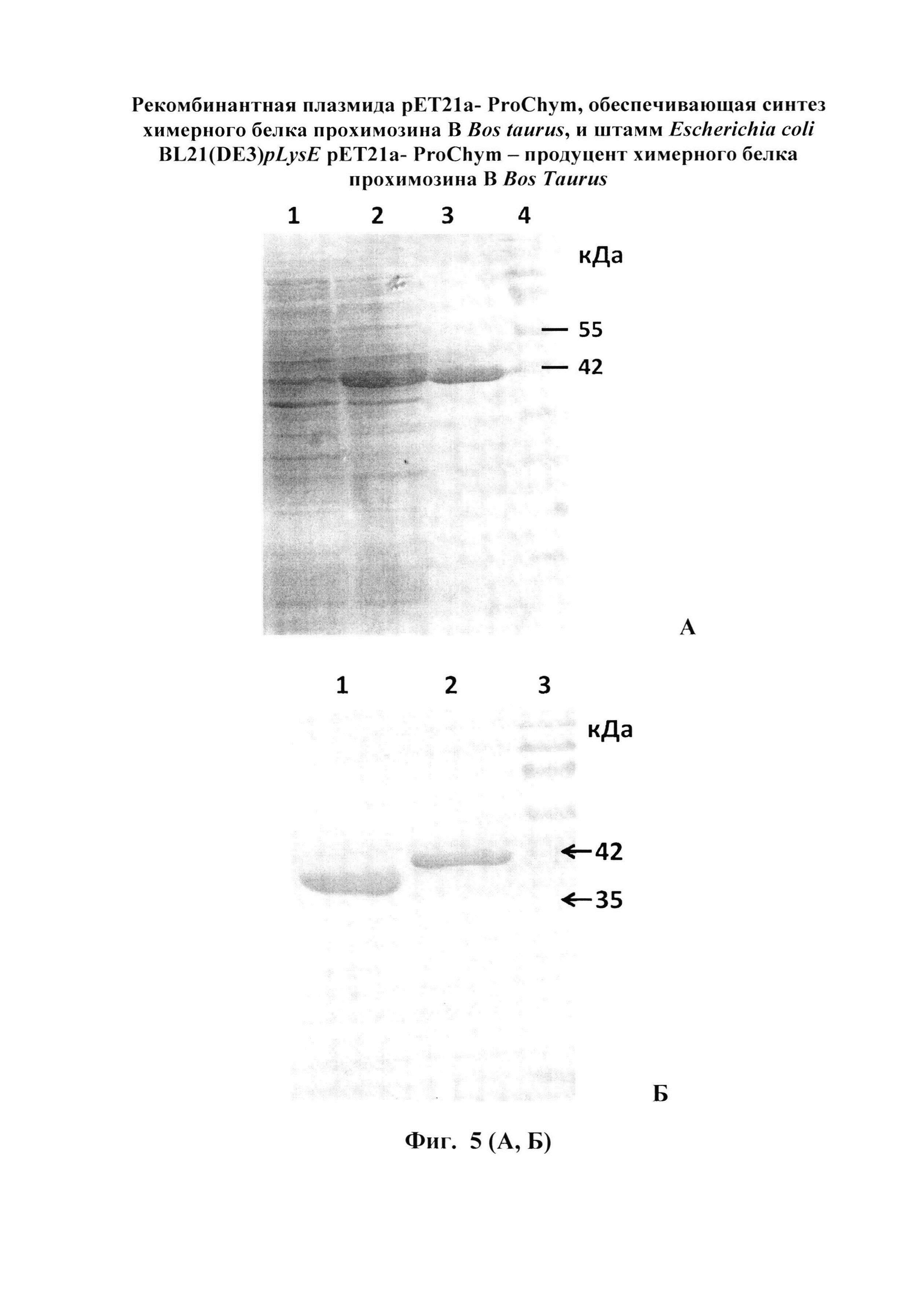 Рекомбинатная плазмида pET21a-ProChym, обеспечивающая синтез химерного белка прохимозина В Bos taurus, и штамм Escherichia coli BL21(DE3)pLysE pET21a-ProChym - продуцент химерного белка прохимозина В Bos Taurus