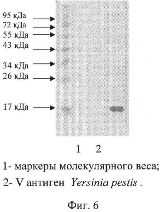 ШТАММ ГИБРИДНЫХ КЛЕТОК ЖИВОТНЫХ Mus musculus 2B8 - ПРОДУЦЕНТ МОНОКЛОНАЛЬНЫХ АНТИТЕЛ, СПЕЦИФИЧНЫХ К V АНТИГЕНУ Yersinia pestis