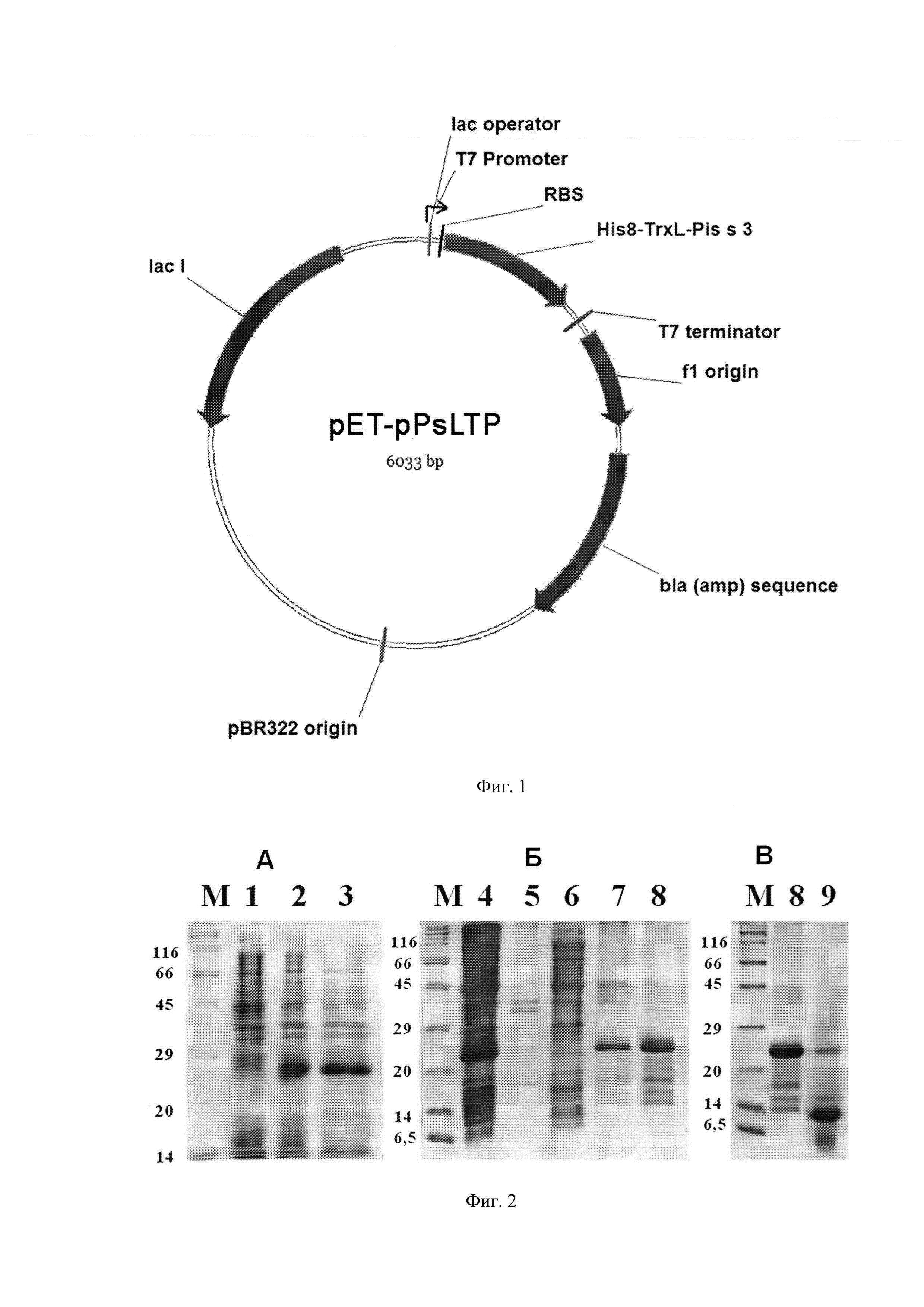 Плазмидный вектор pET-pPsLTP, штамм бактерии Escherichia coli BL21(DE3)Star/ pET-pPsLTP - продуцент пищевого аллергена гороха Pis s 3 и способ получения указанного аллергена