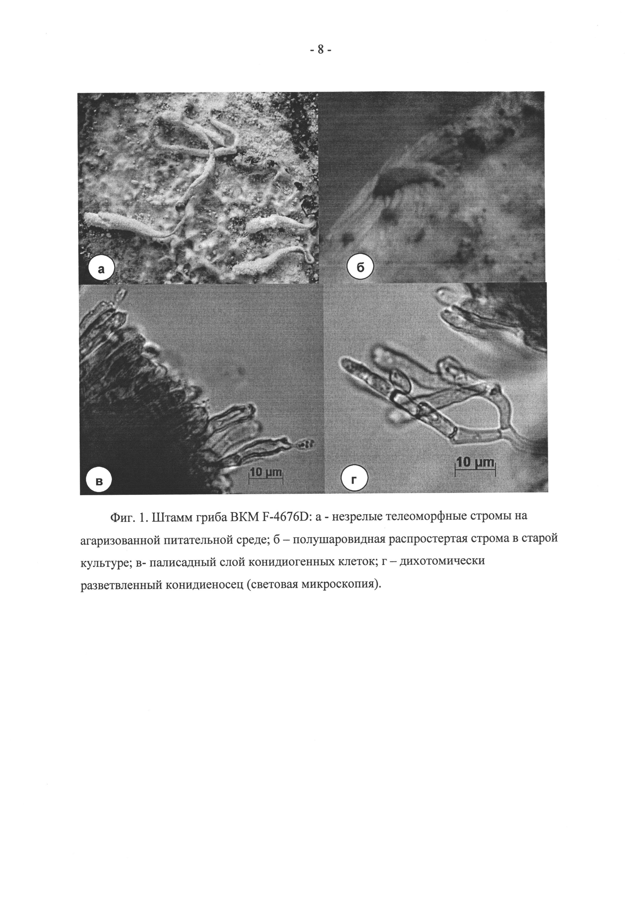 Штамм гриба из класса Sordariomycetes - продуцент антибиотика эремоксиларина А.