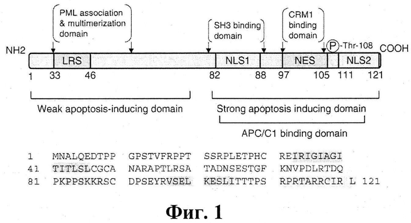 РЕКОМБИНАНТНАЯ ПЛАЗМИДНАЯ ДНК pcDNA4-Apo-2NLS2, НЕСУЩАЯ СИНТЕТИЧЕСКИЙ ГЕН БЕЛКА АПОПТИНА, ИНДУЦИРУЮЩЕГО p53 НЕЗАВИСИМЫЙ АПОПТОЗ ОПУХОЛЕВЫХ КЛЕТОК