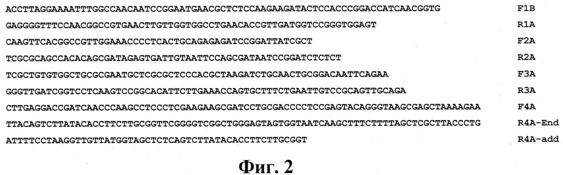 РЕКОМБИНАНТНАЯ ПЛАЗМИДНАЯ ДНК pcDNA4-Apo-2NLS2, НЕСУЩАЯ СИНТЕТИЧЕСКИЙ ГЕН БЕЛКА АПОПТИНА, ИНДУЦИРУЮЩЕГО p53 НЕЗАВИСИМЫЙ АПОПТОЗ ОПУХОЛЕВЫХ КЛЕТОК