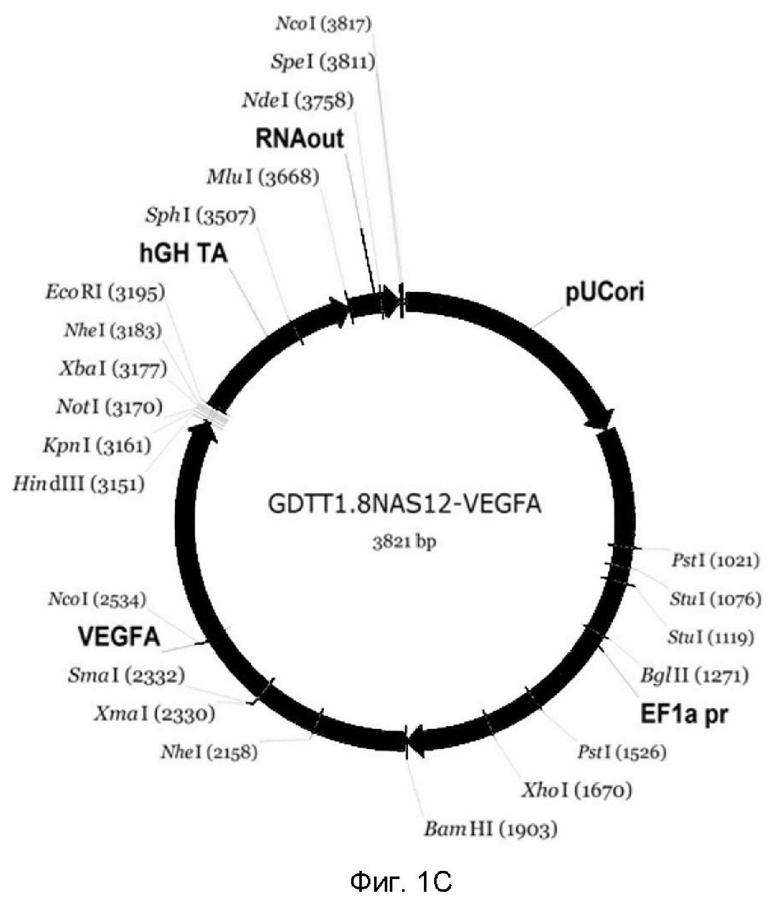 ДНК-вектор GDTT1.8NAS12-VEGFA для повышения уровня экспрессии целевого гена VEGFA, способ его получения и применения
