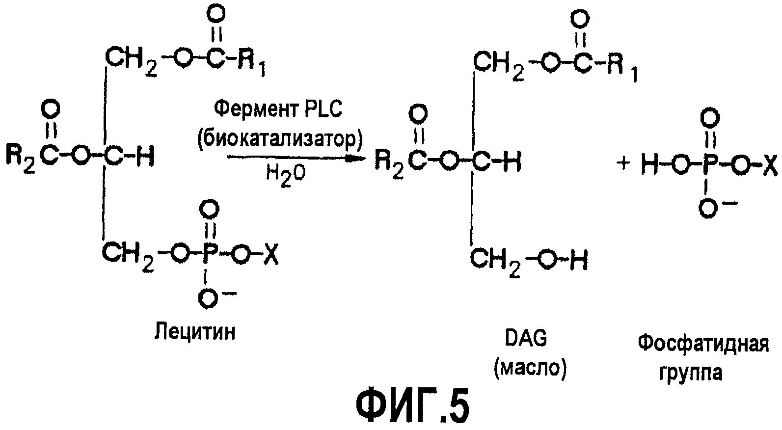 Лецитин фосфолипаза а1. Гидролиз фосфатидилхолина под действием фосфолипазы с. Схема последовательного расщепления лецитинов. Гидролитический распад под действием фосфолипазы.