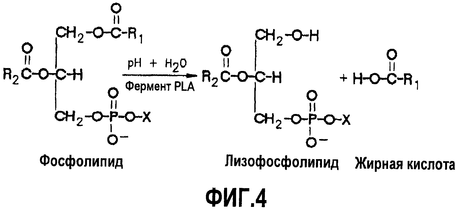 Фосфолипид фермент. Гидролиз фосфолипидов фосфолипазой а2. Фосфатидилхолин под действием фосфолипазы а2. Реакция катализируемая фосфолипазой а2. Лизоформы фосфолипидов.