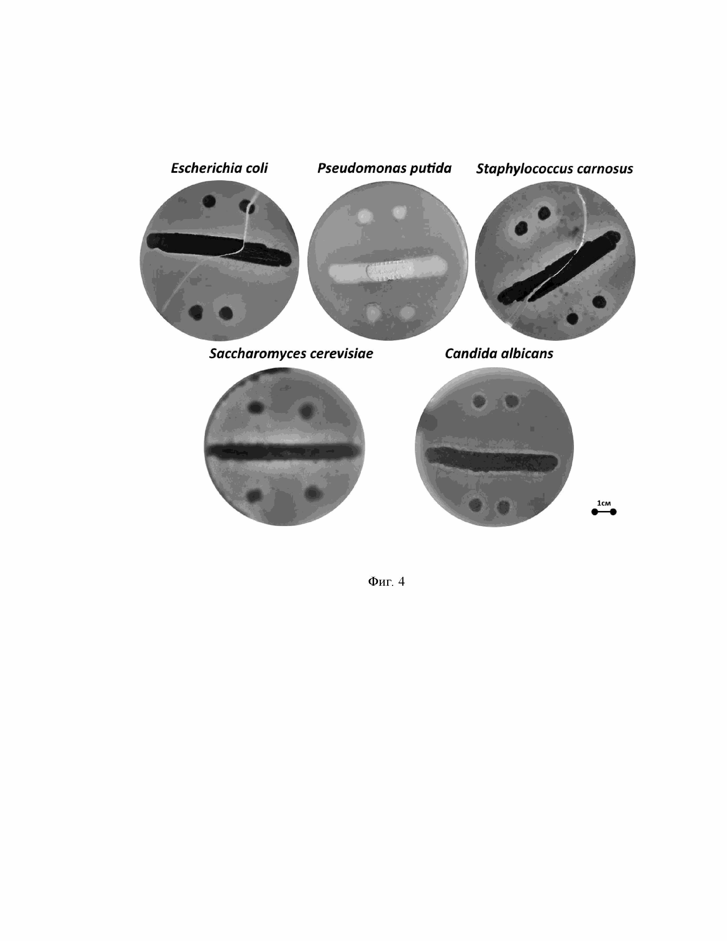 Штамм Streptomyces sp., выделенный из байкальских эндемичных амфипод - продуцент антибиотика актифенола