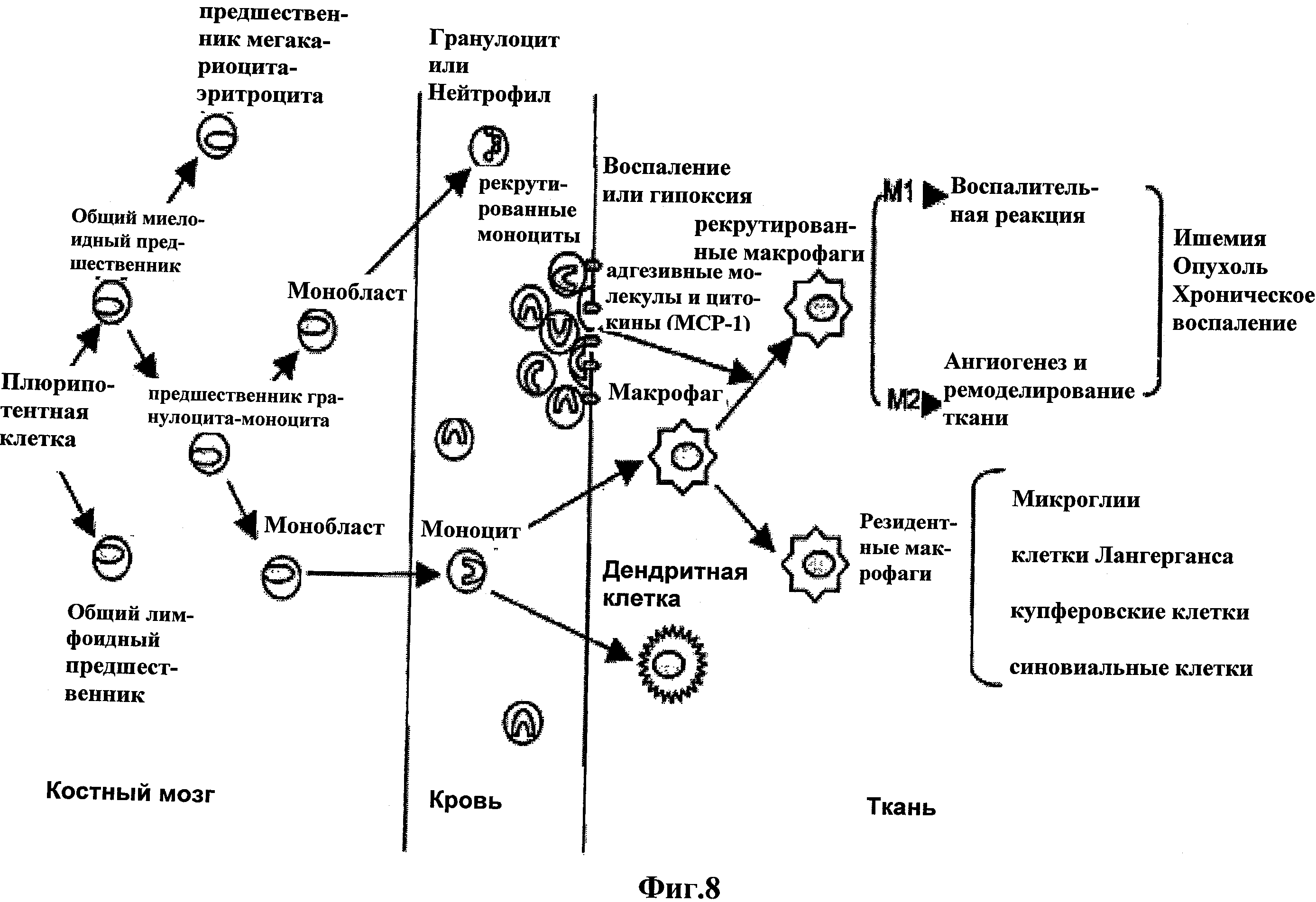 Карта клеточная терапия