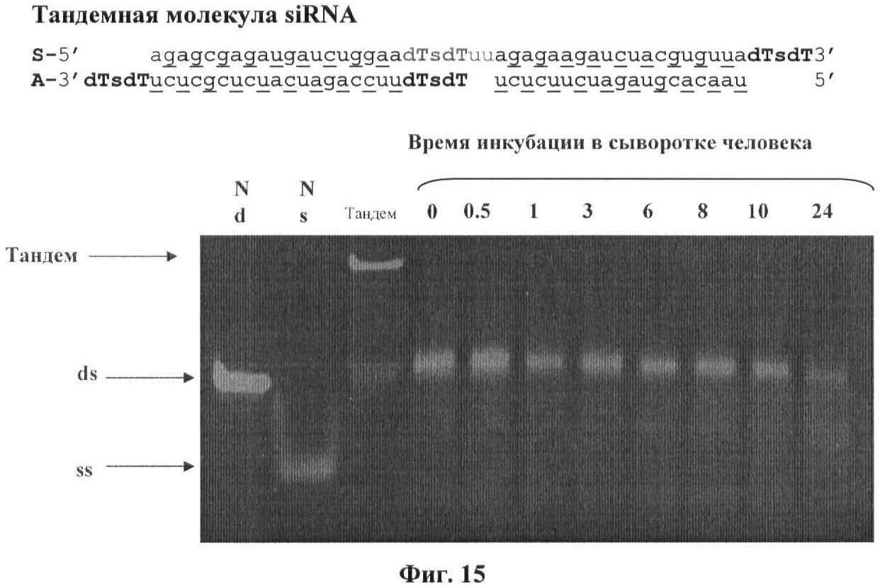 НОВЫЕ СТРУКТУРЫ МАЛЫХ ИНТЕРФЕРИРУЮЩИХ РНК (SIRNA)