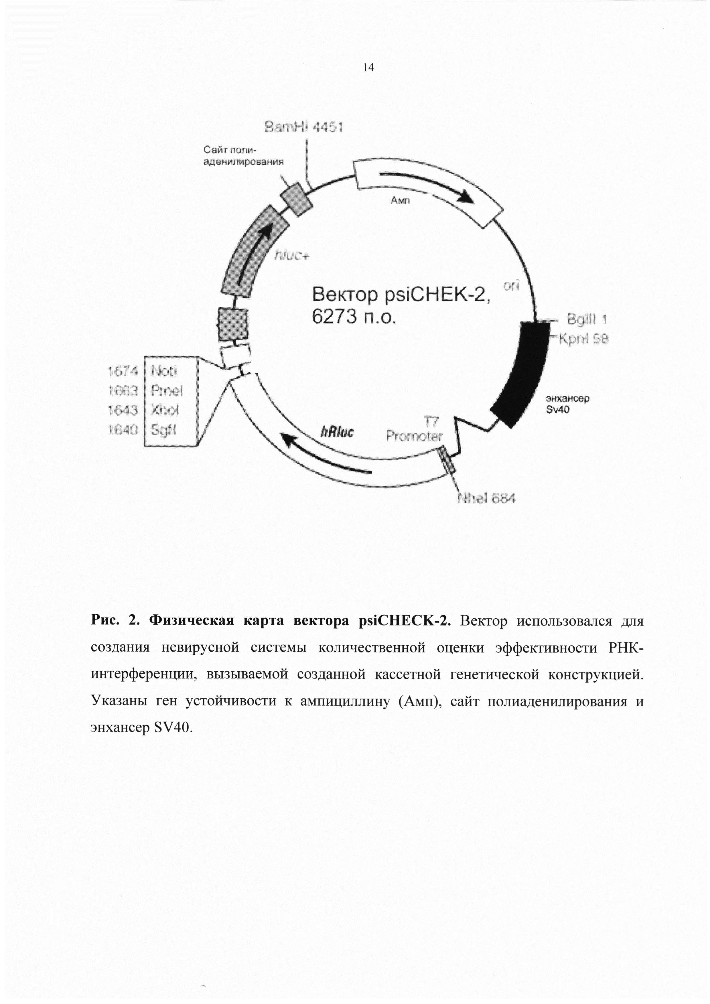 Кассетная генетическая конструкция, экспрессирующая две биологически активные siPHK, эффективно атакующие мишени в мРНК обратной транскриптазы ВИЧ-1 субтипа А у больных в России, и одну siPHK, направленную на мРНК гена CCR5